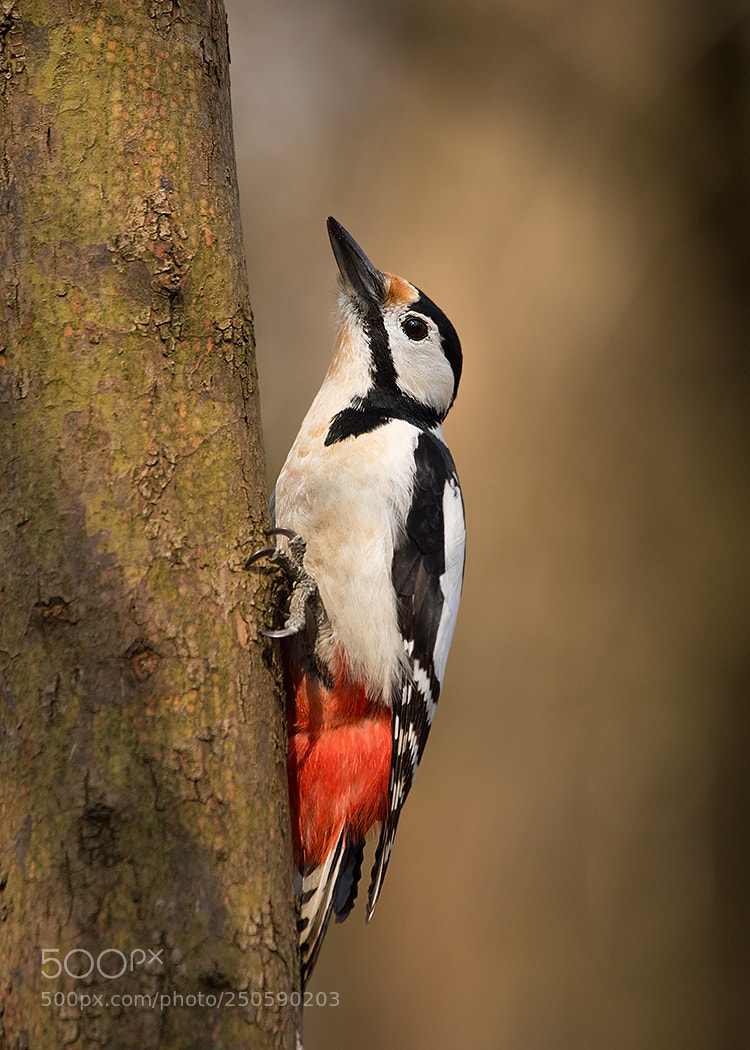 Canon EOS 7D Mark II sample photo. Woodpecker photography