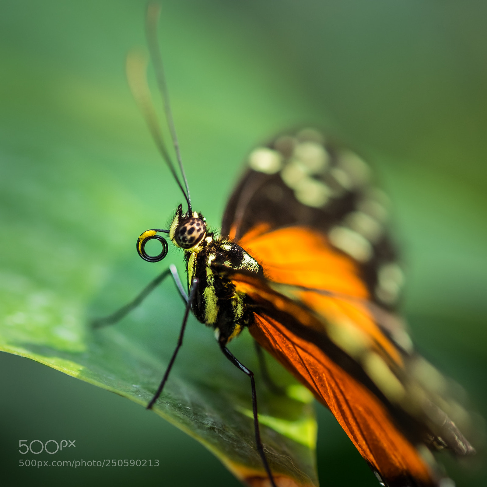 Fujifilm X-T1 sample photo. Butterfly photography