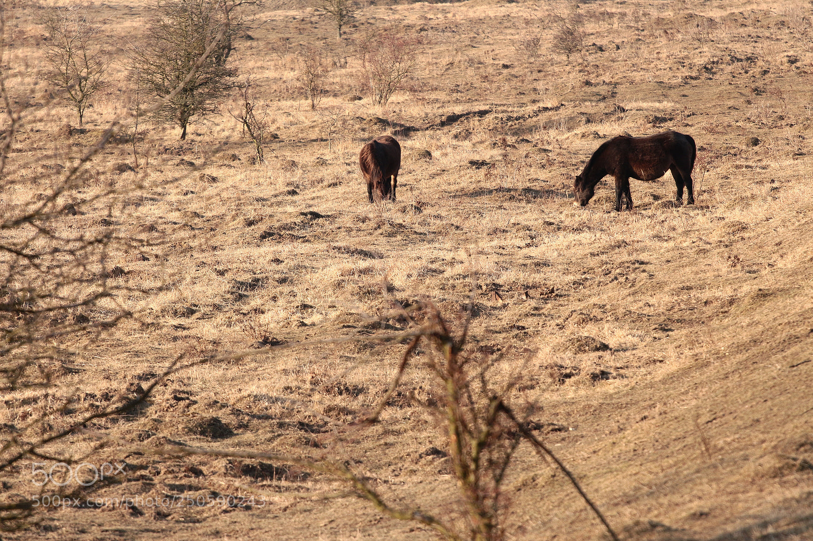 Canon EOS 700D (EOS Rebel T5i / EOS Kiss X7i) sample photo. Wild horses photography