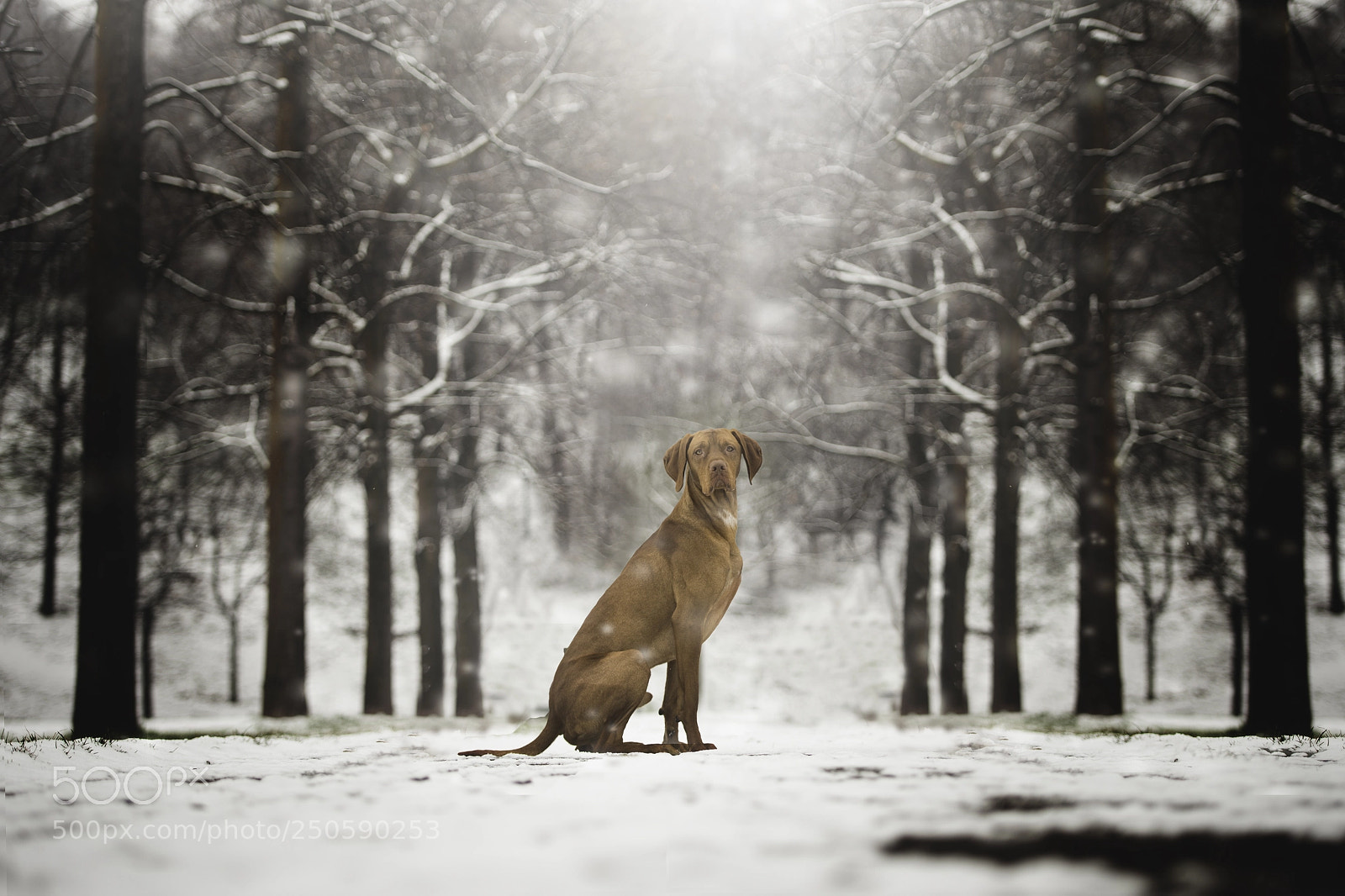 Nikon D4S sample photo. Visla under the snow photography
