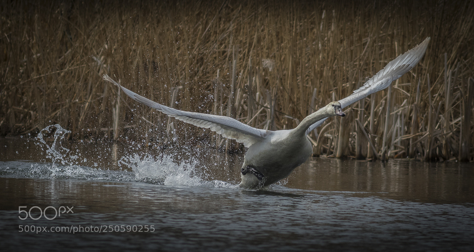 Canon EOS 7D Mark II sample photo. Takeoff photography