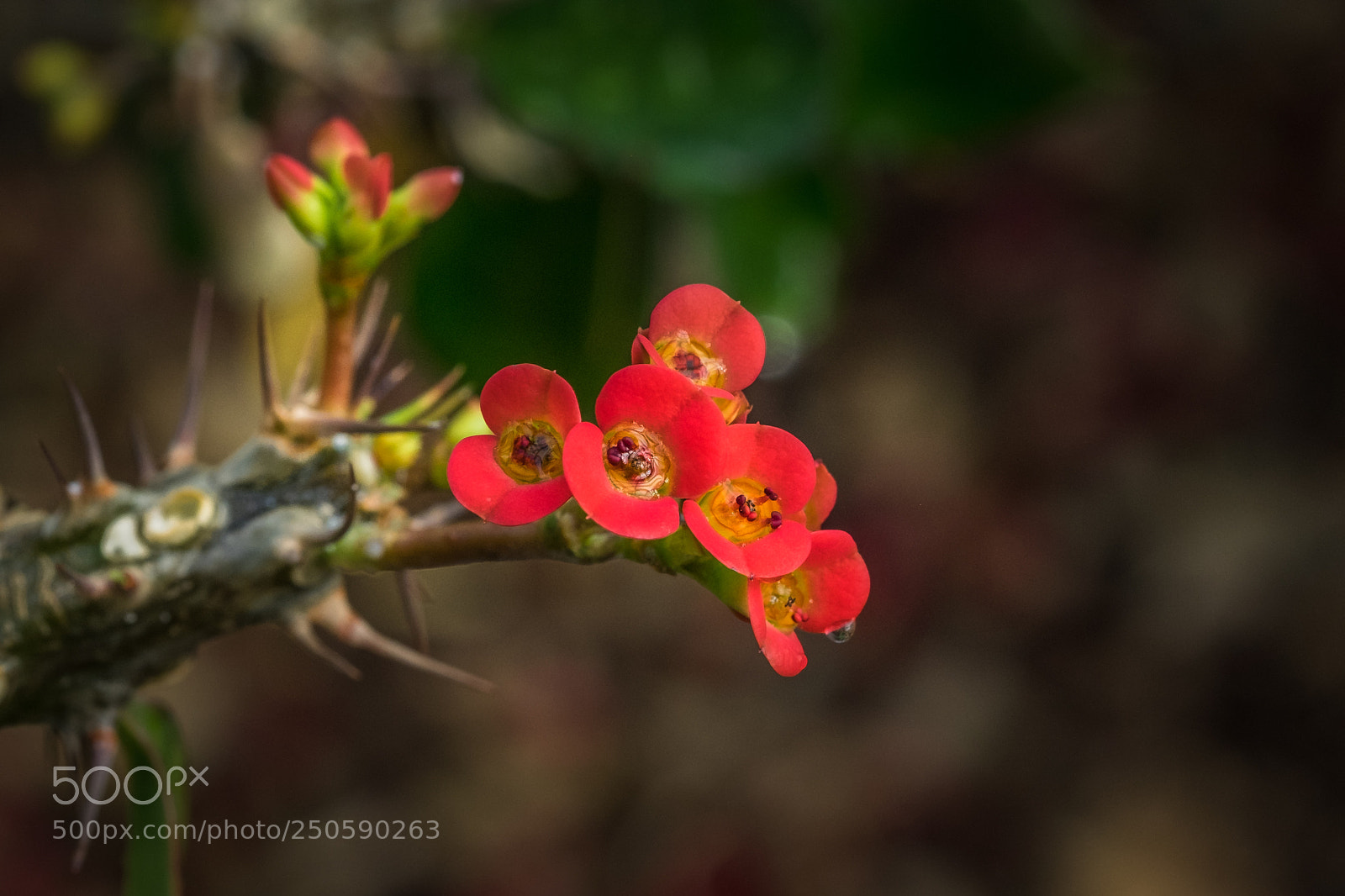 Fujifilm X-T1 sample photo. Euphorbia milii photography