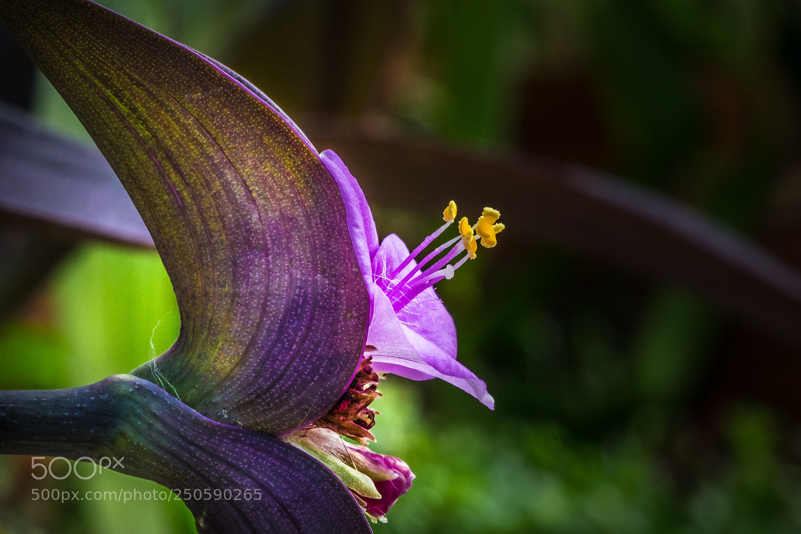 Fujifilm X-T1 sample photo. Mexikanische dreimasterblume (tradescantia pallida) photography