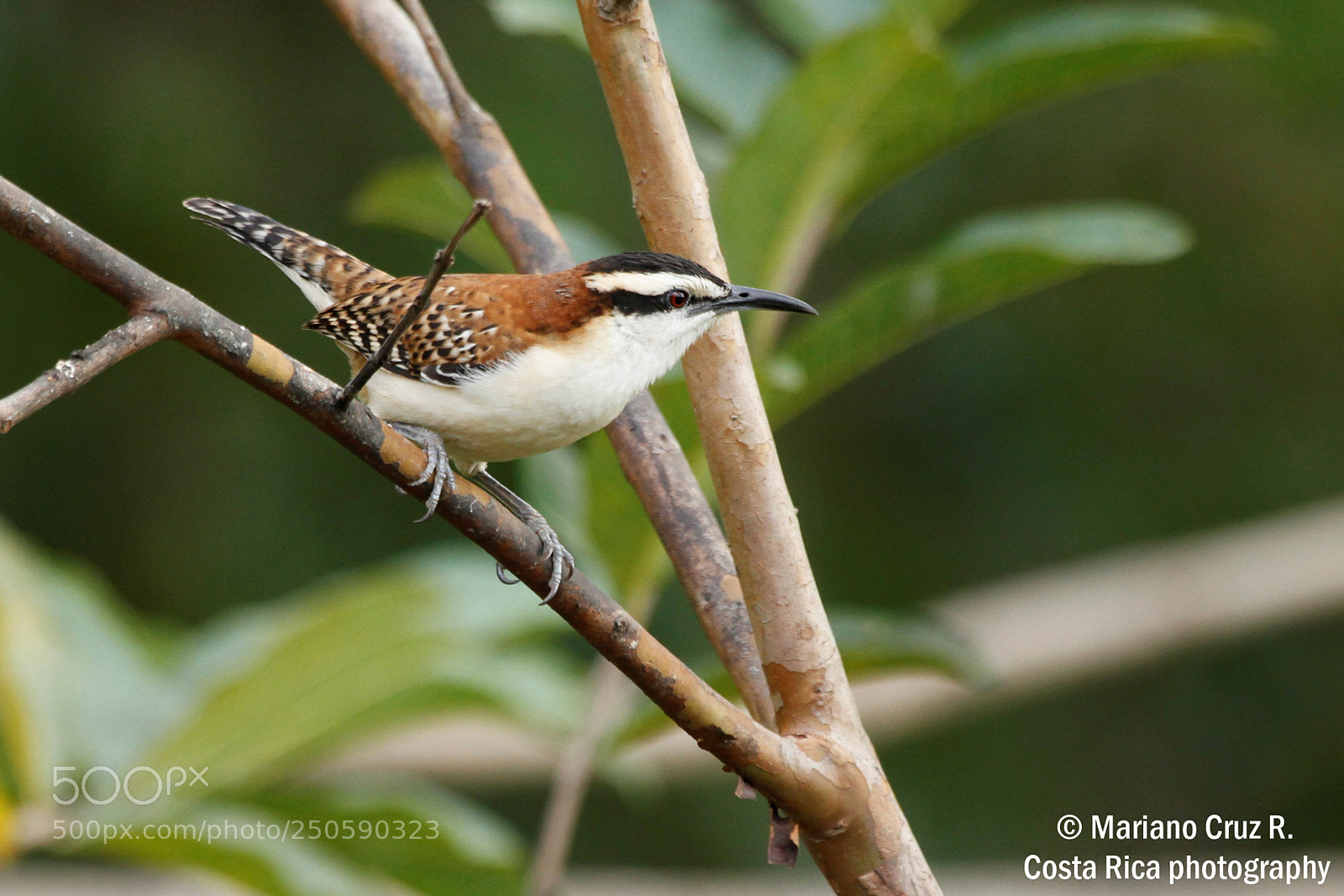 Canon EOS 7D sample photo. Rufous-naped wren photography