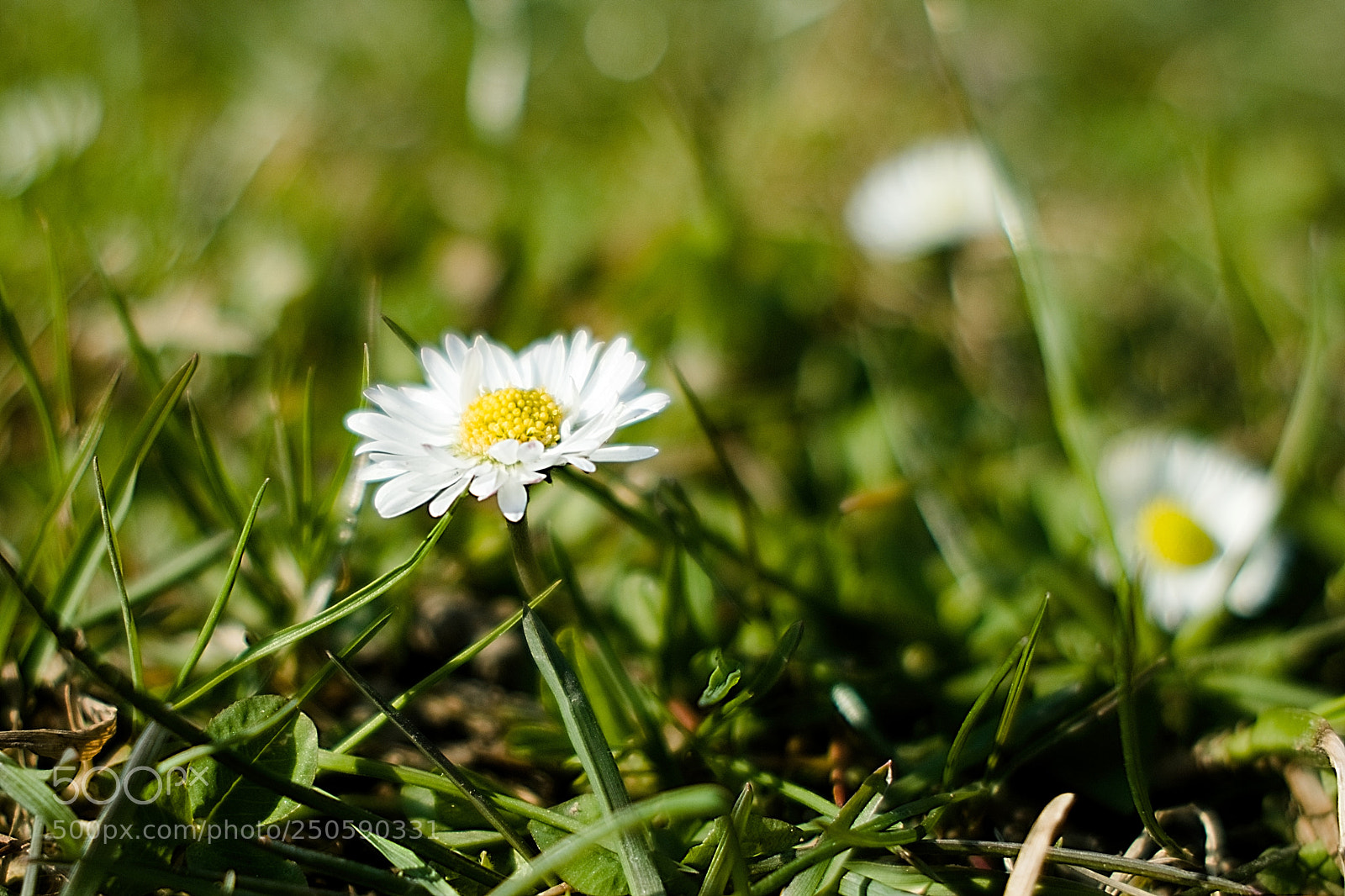 Fujifilm X-Pro2 sample photo. Marguerite photography