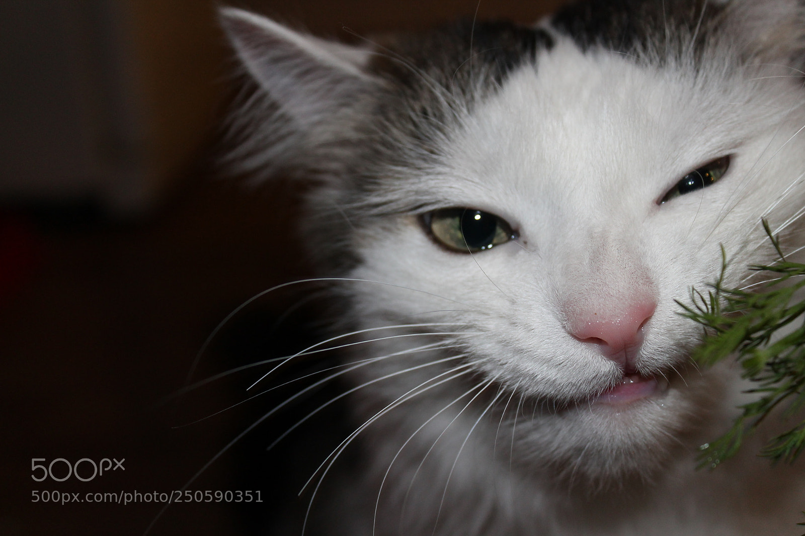 Canon EOS 1100D (EOS Rebel T3 / EOS Kiss X50) sample photo. Cute cat eating photography