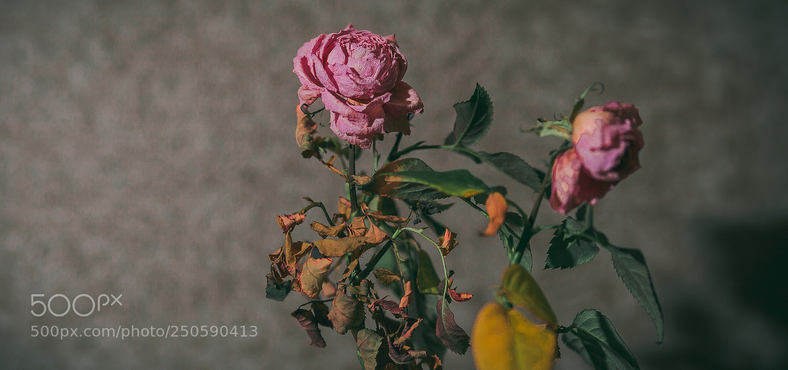 Canon EOS 5D Mark II sample photo. Img photography