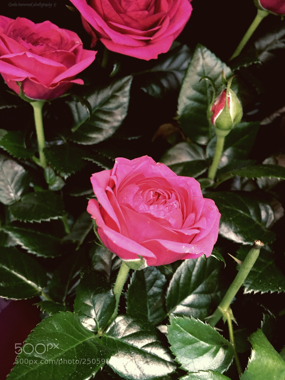 Apple iPhone 6s sample photo. Untitled photography