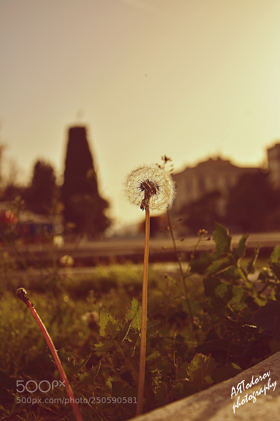 Nikon D5200 sample photo. Untitled photography