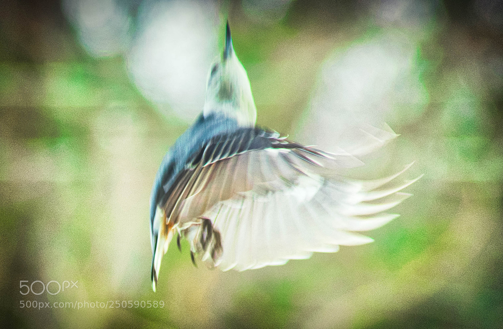 Nikon D3300 sample photo. Angel wings photography
