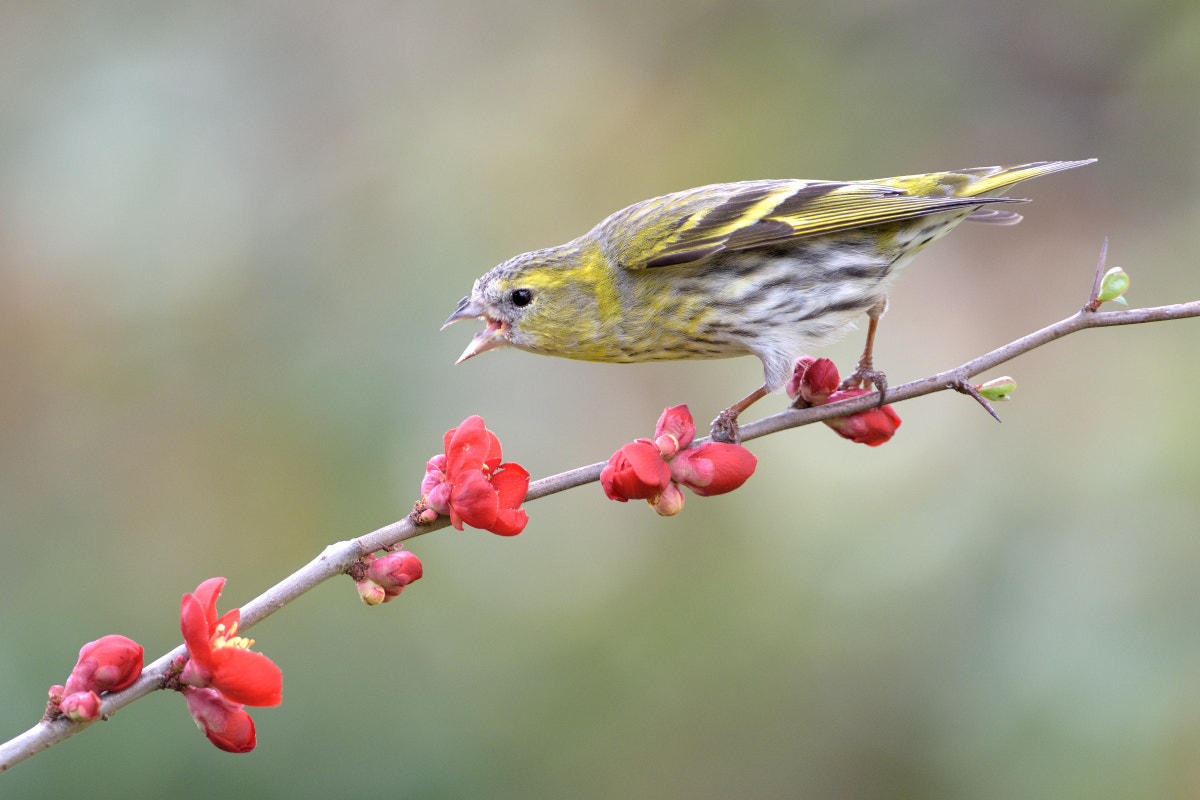 Nikon D7200 + Nikon AF-S Nikkor 300mm F4D ED-IF sample photo. Siskin, female photography