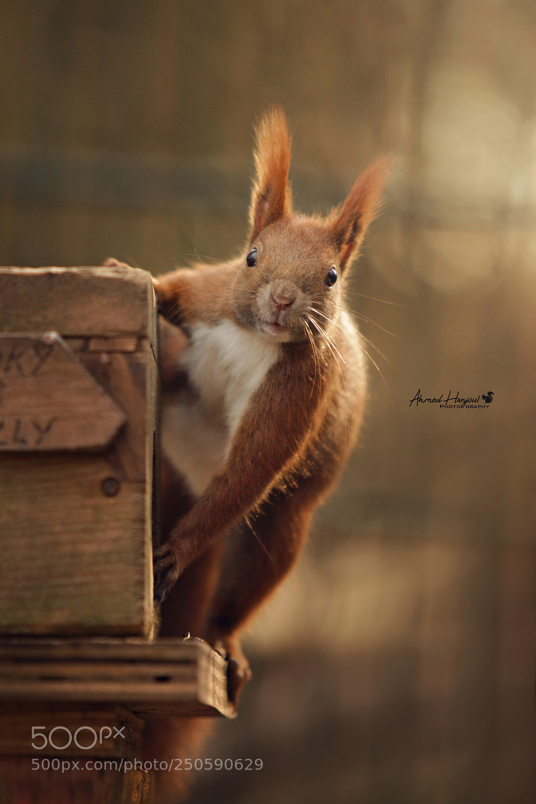 Canon EOS 5D Mark II sample photo. Hallo ! photography