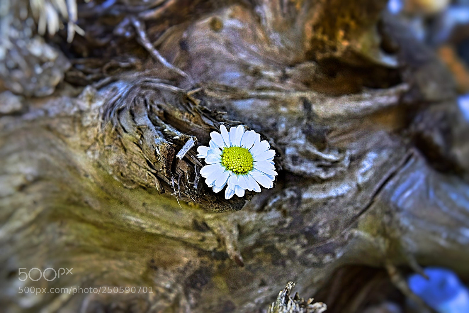 Nikon D5300 sample photo. Ein kleines g nsebl photography
