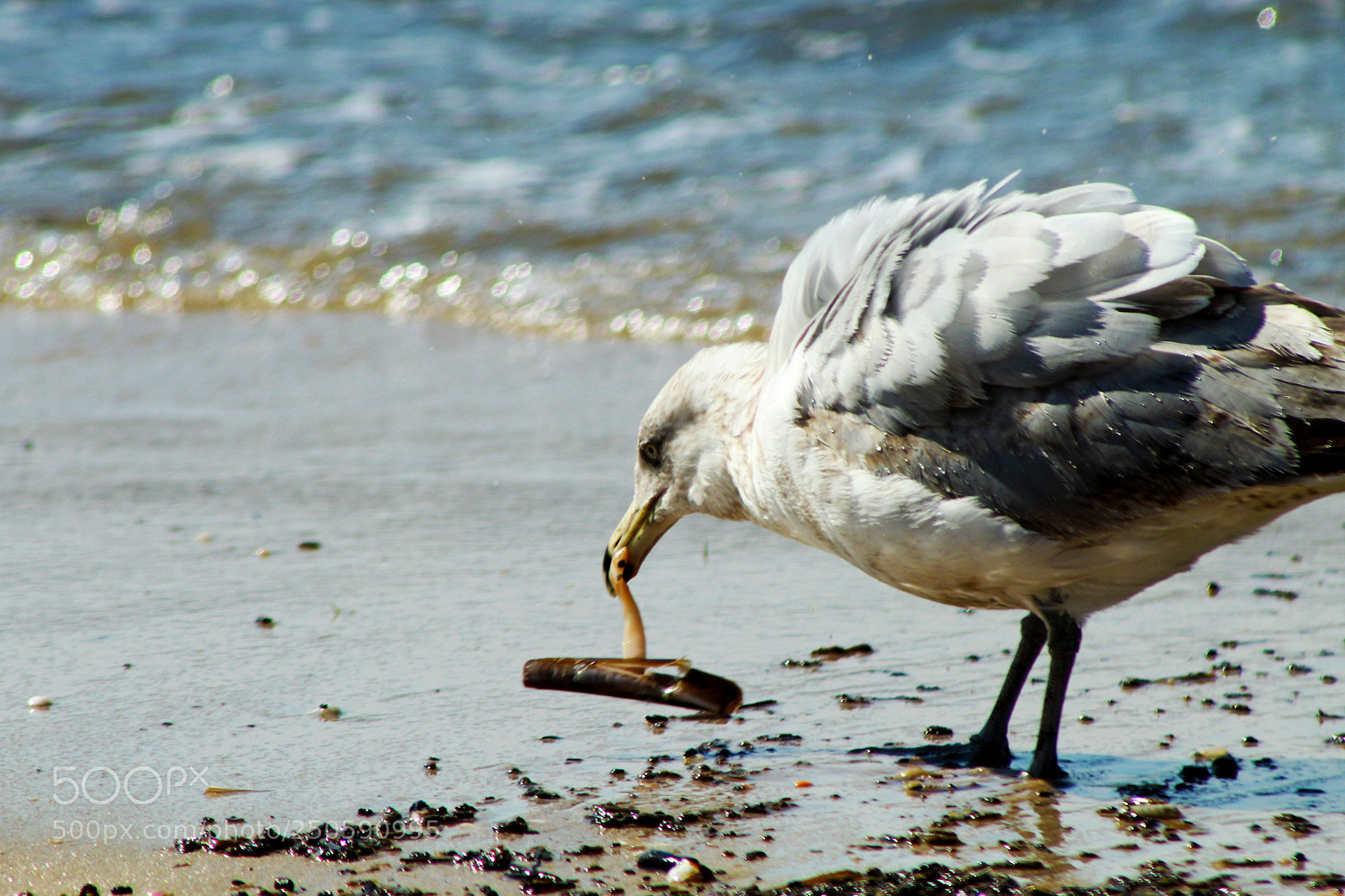 Canon EOS 1300D (EOS Rebel T6 / EOS Kiss X80) sample photo. Seagull eating mollusk photography