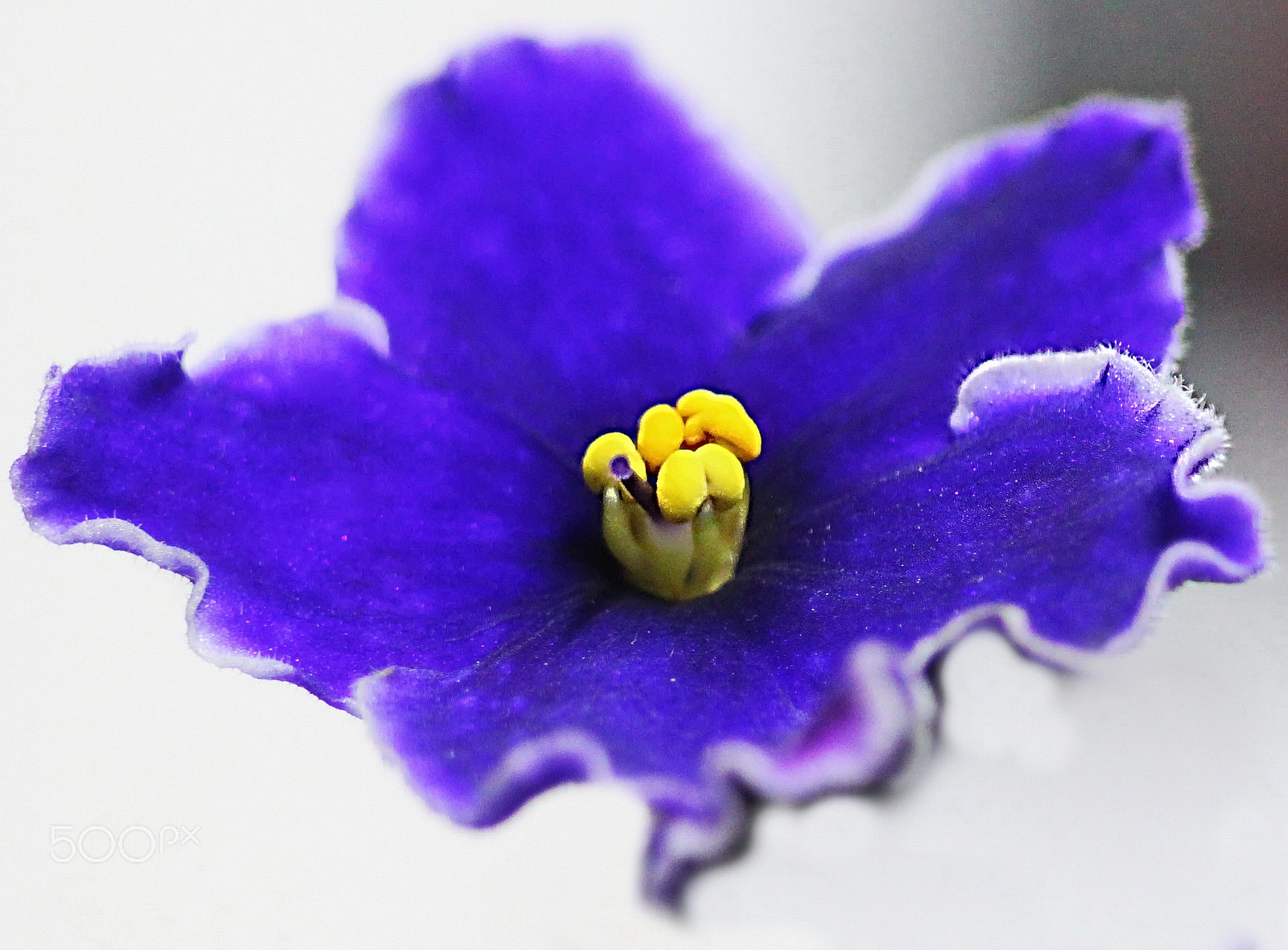 Canon EOS 500D (EOS Rebel T1i / EOS Kiss X3) sample photo. Saintpaulia ionantha photography