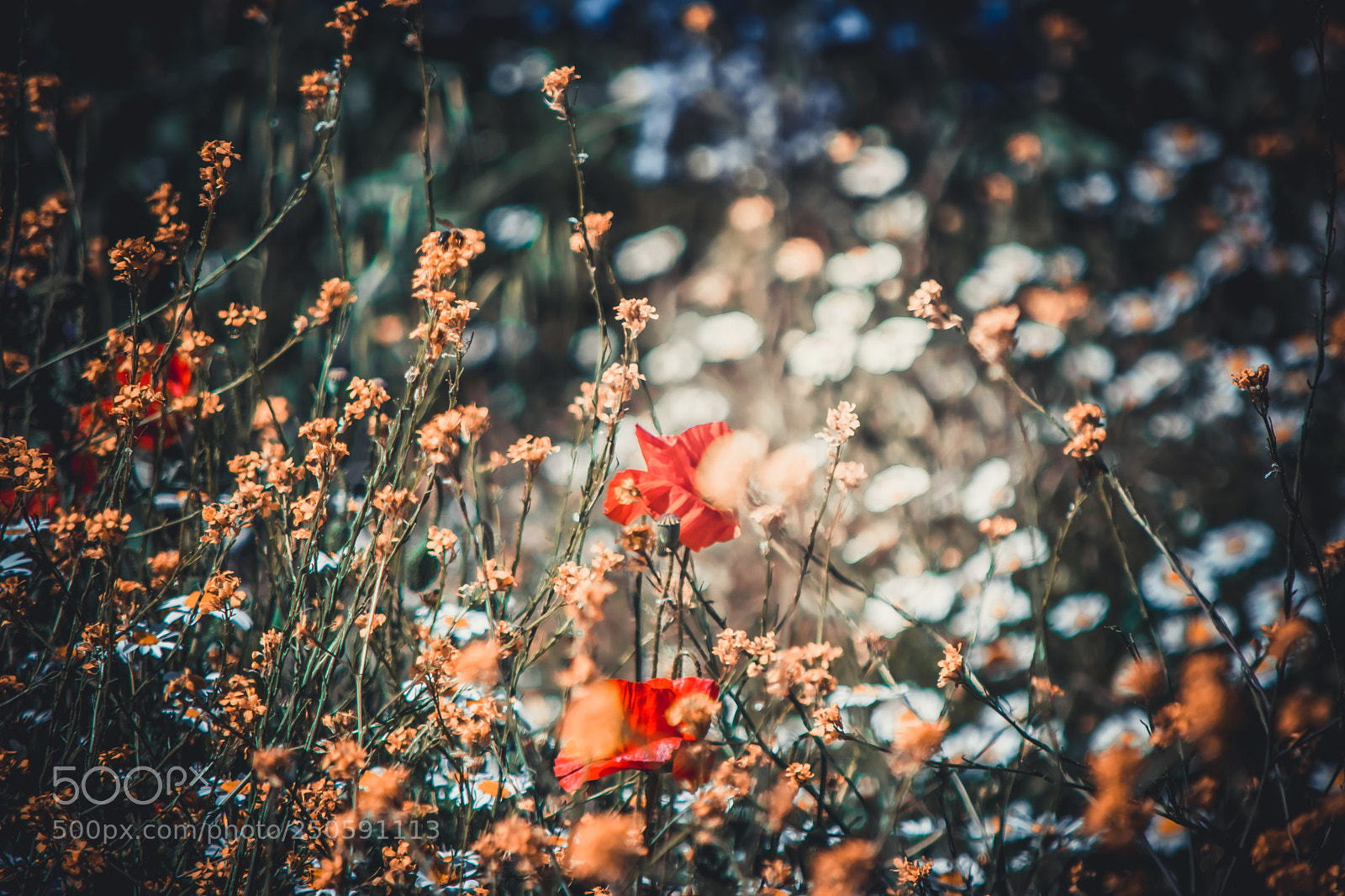 Nikon D5300 sample photo. Mood photography