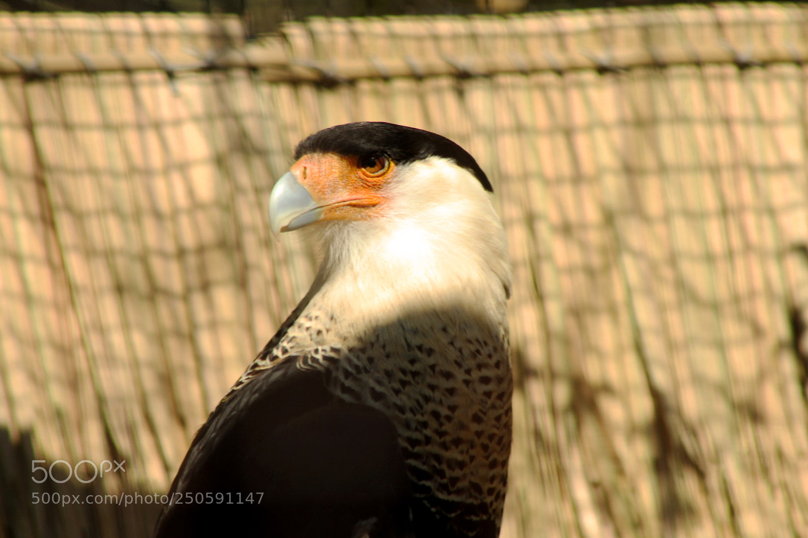 Canon EOS 1300D (EOS Rebel T6 / EOS Kiss X80) sample photo. Img photography