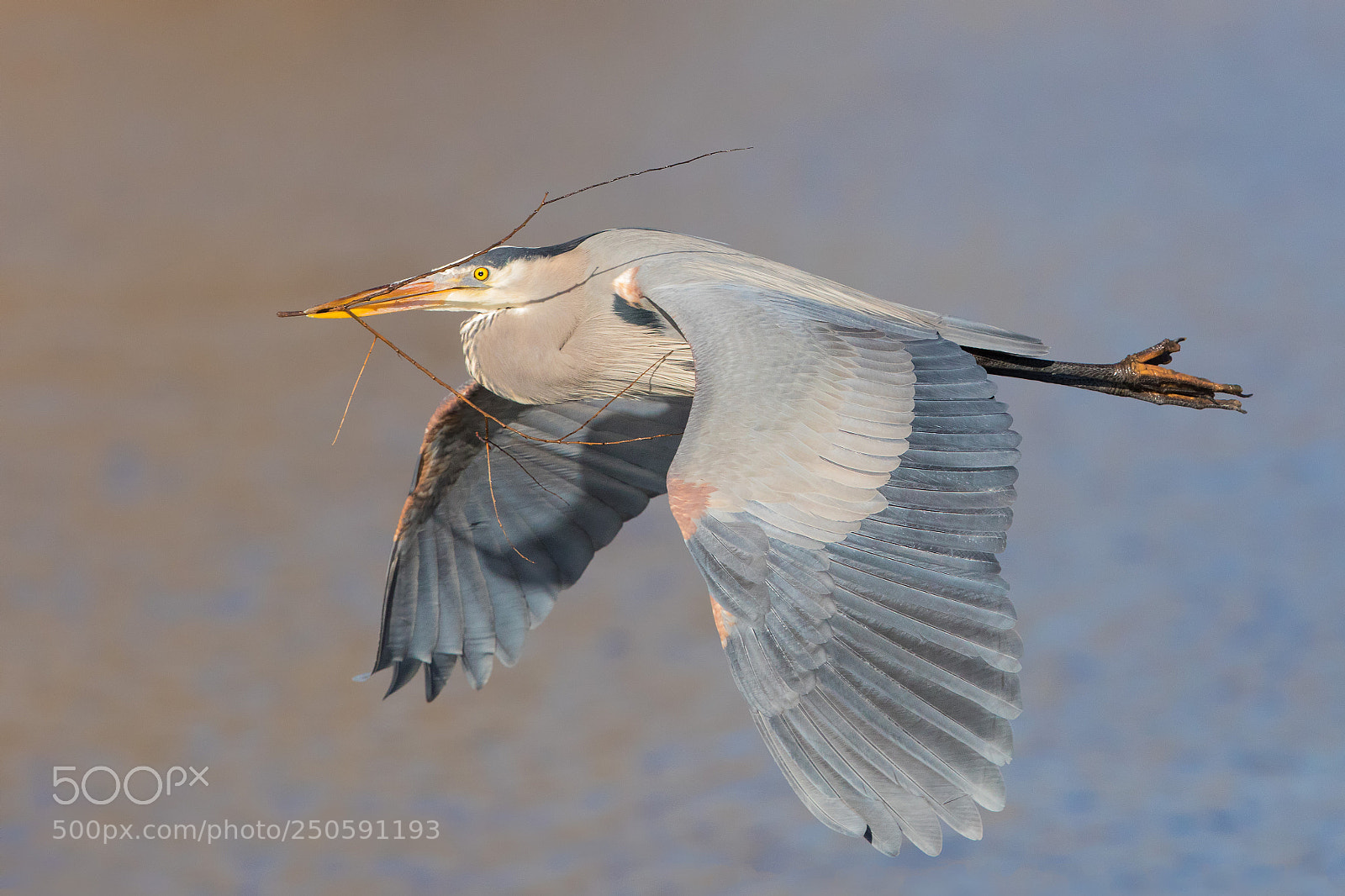 Canon EOS 5D Mark IV sample photo. Great blue heron photography