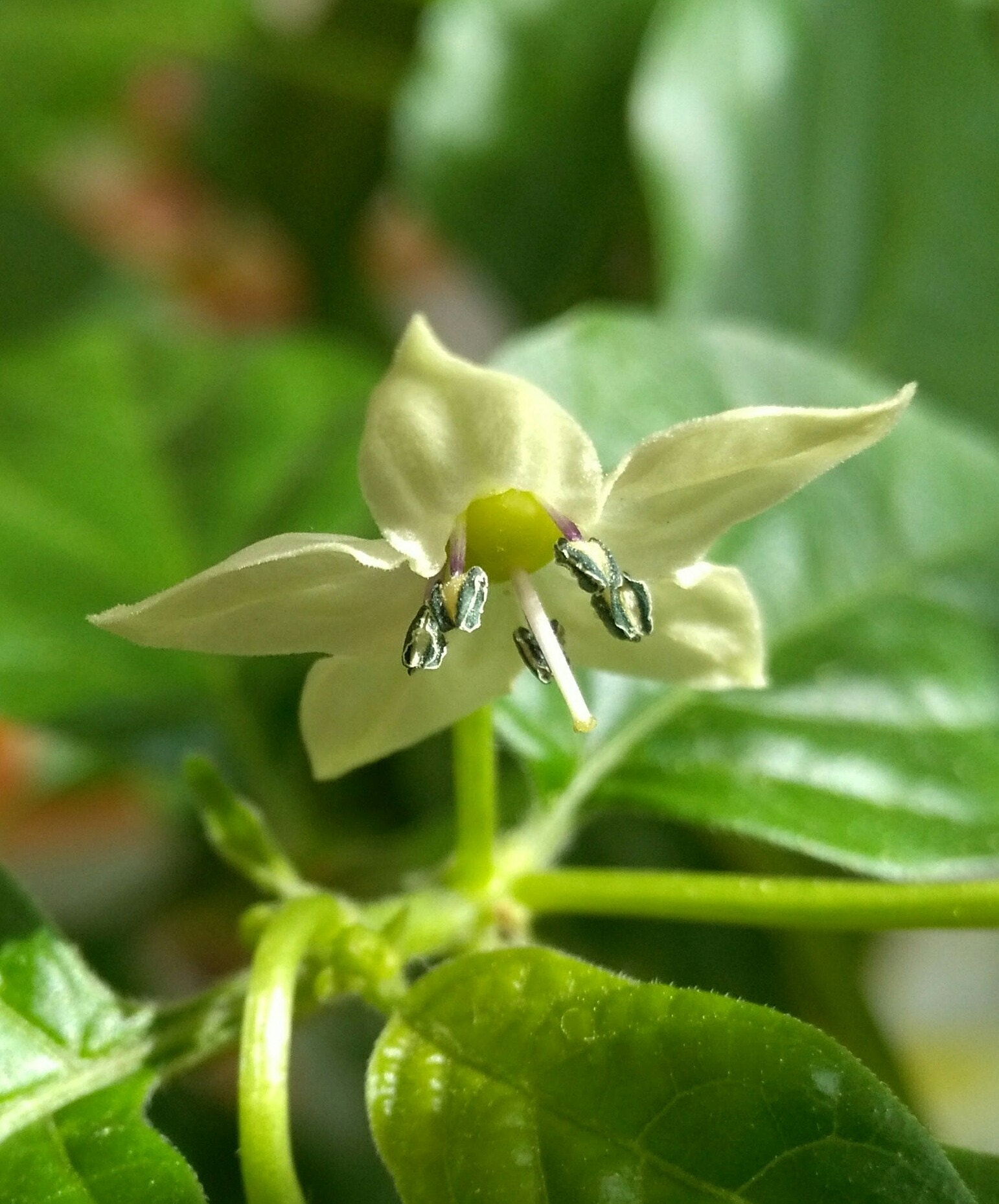 HUAWEI Honor 5X sample photo. Floret of habanero photography