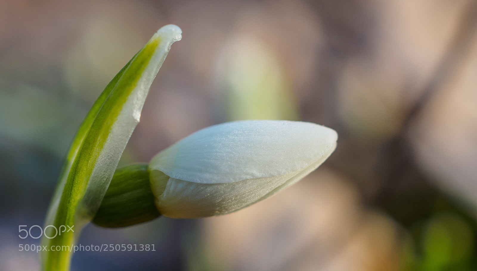 Olympus OM-D E-M1 sample photo. Spring morning photography