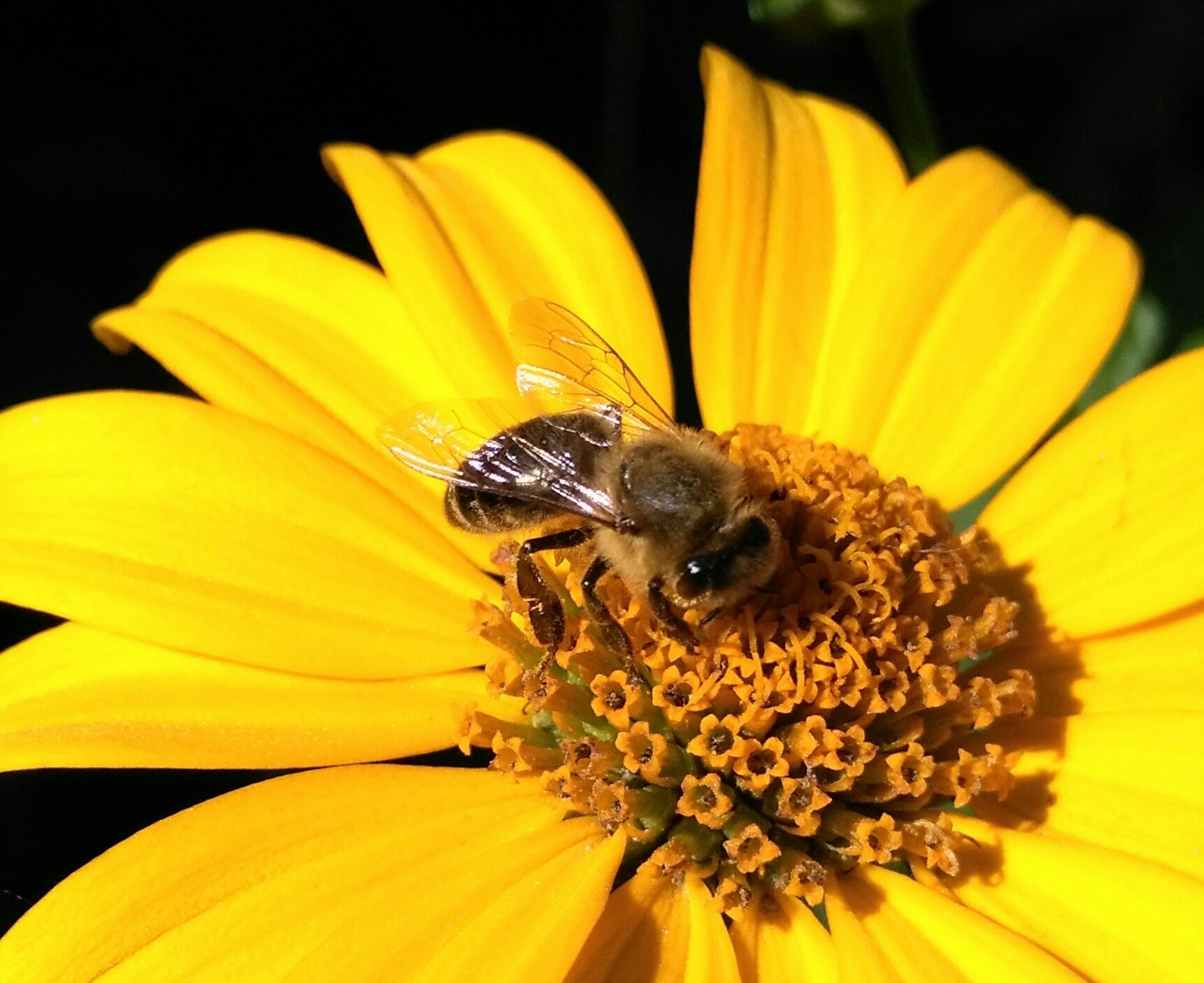 HUAWEI Honor 5X sample photo. Honeybee photography