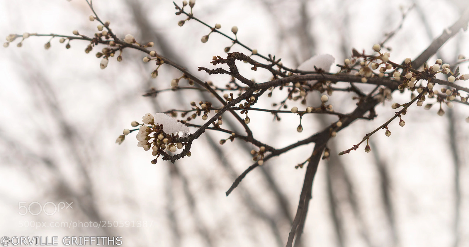 Sony a6500 sample photo. **snowkeh** nº4 photography