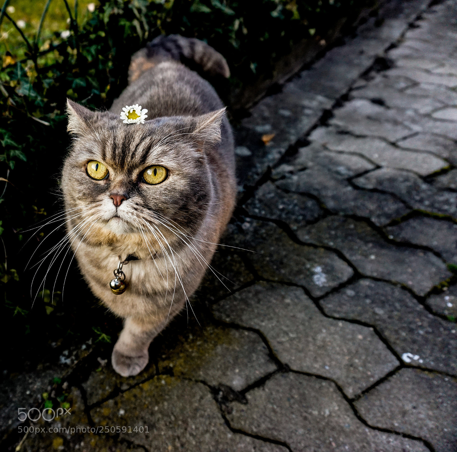 Sony a6000 sample photo. Lucycat photography