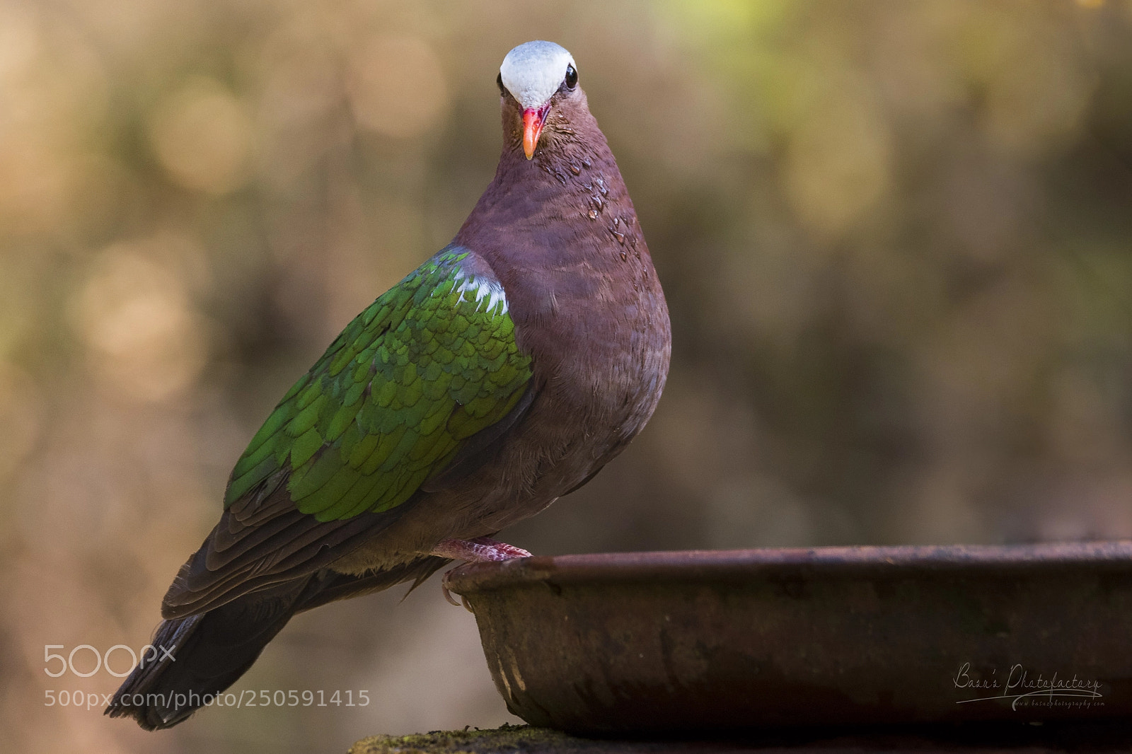 Nikon D810 sample photo. Emerald dove photography
