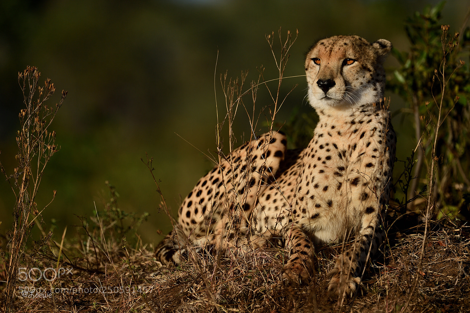 Nikon D5 sample photo. Cheetah photography