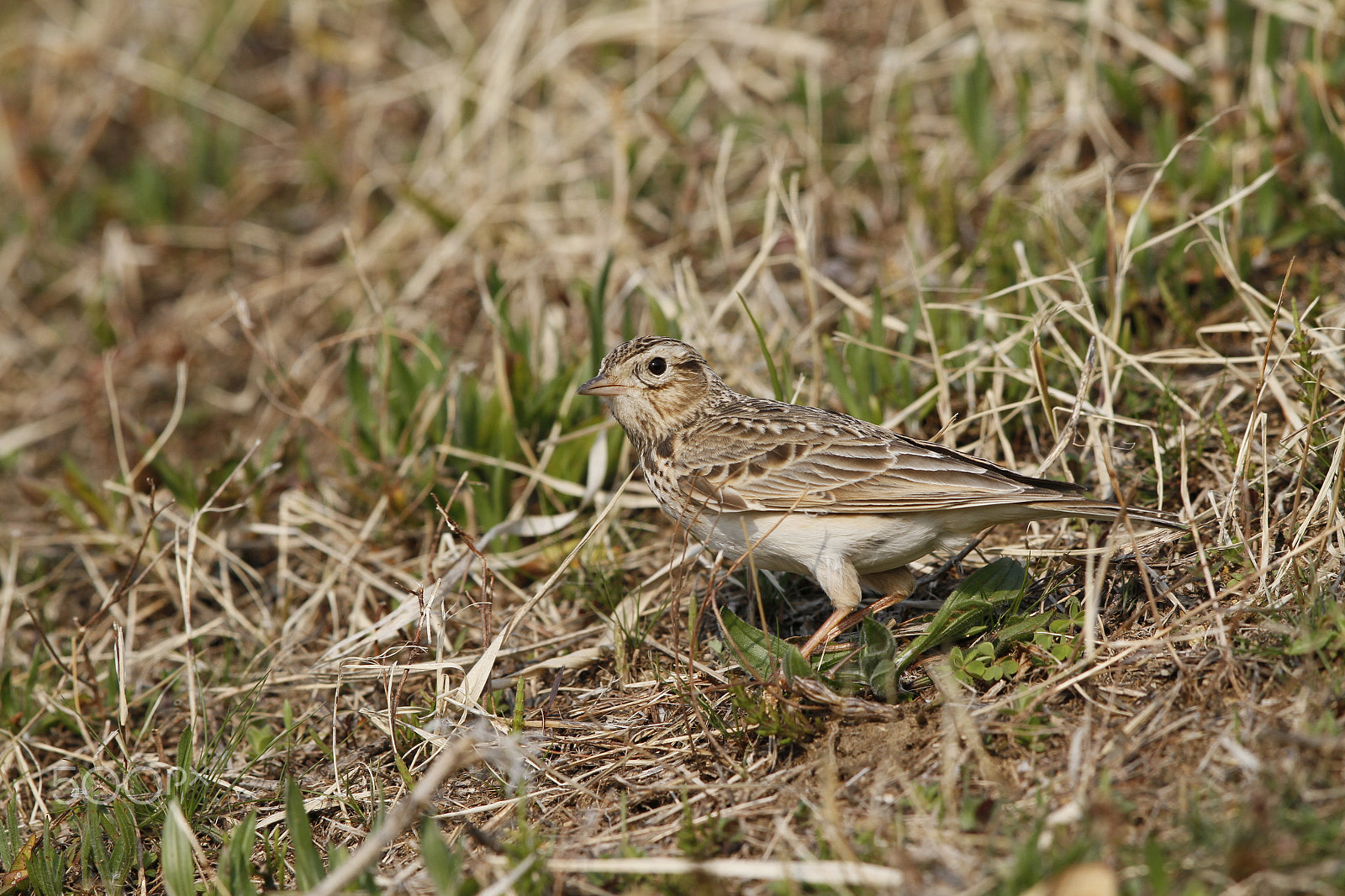 Canon EF 600mm F4L IS II USM sample photo. Eurasian skylark photography