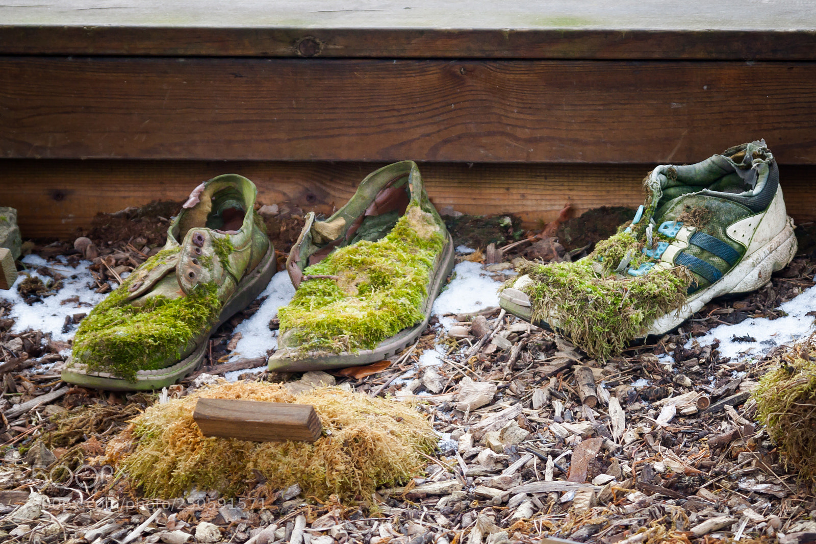 Canon EOS 500D (EOS Rebel T1i / EOS Kiss X3) sample photo. Tree fairy shoes photography