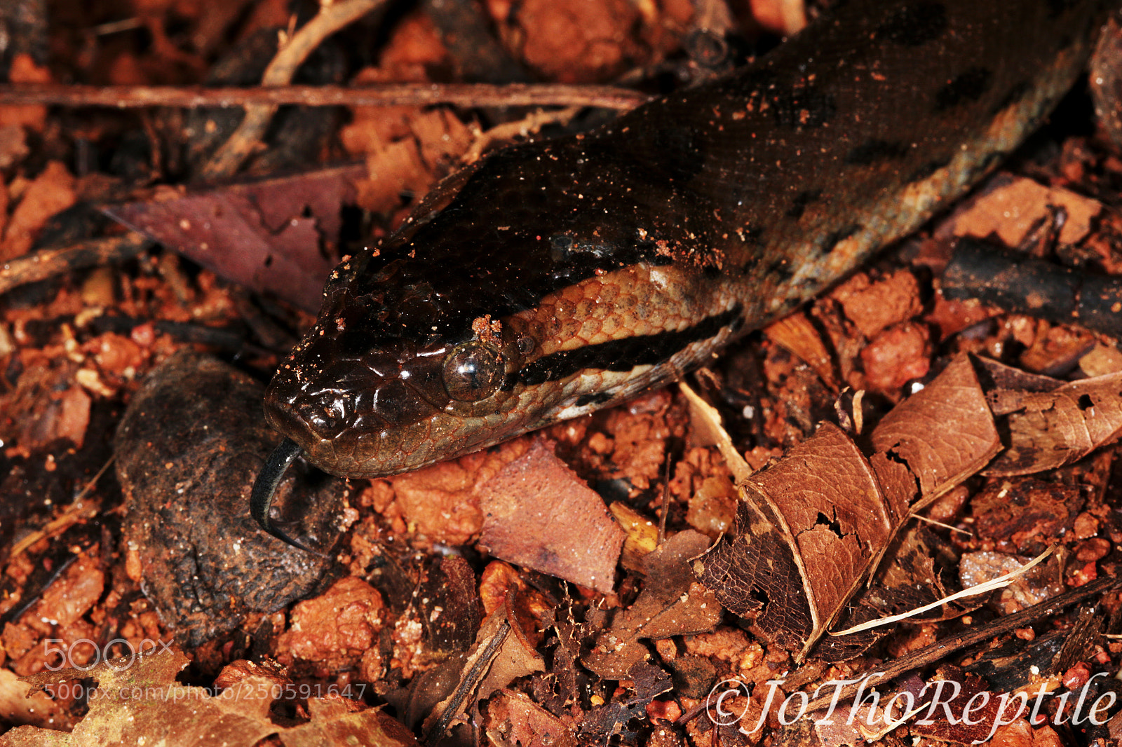 Canon EOS 70D sample photo. Young eunectes murinus photography