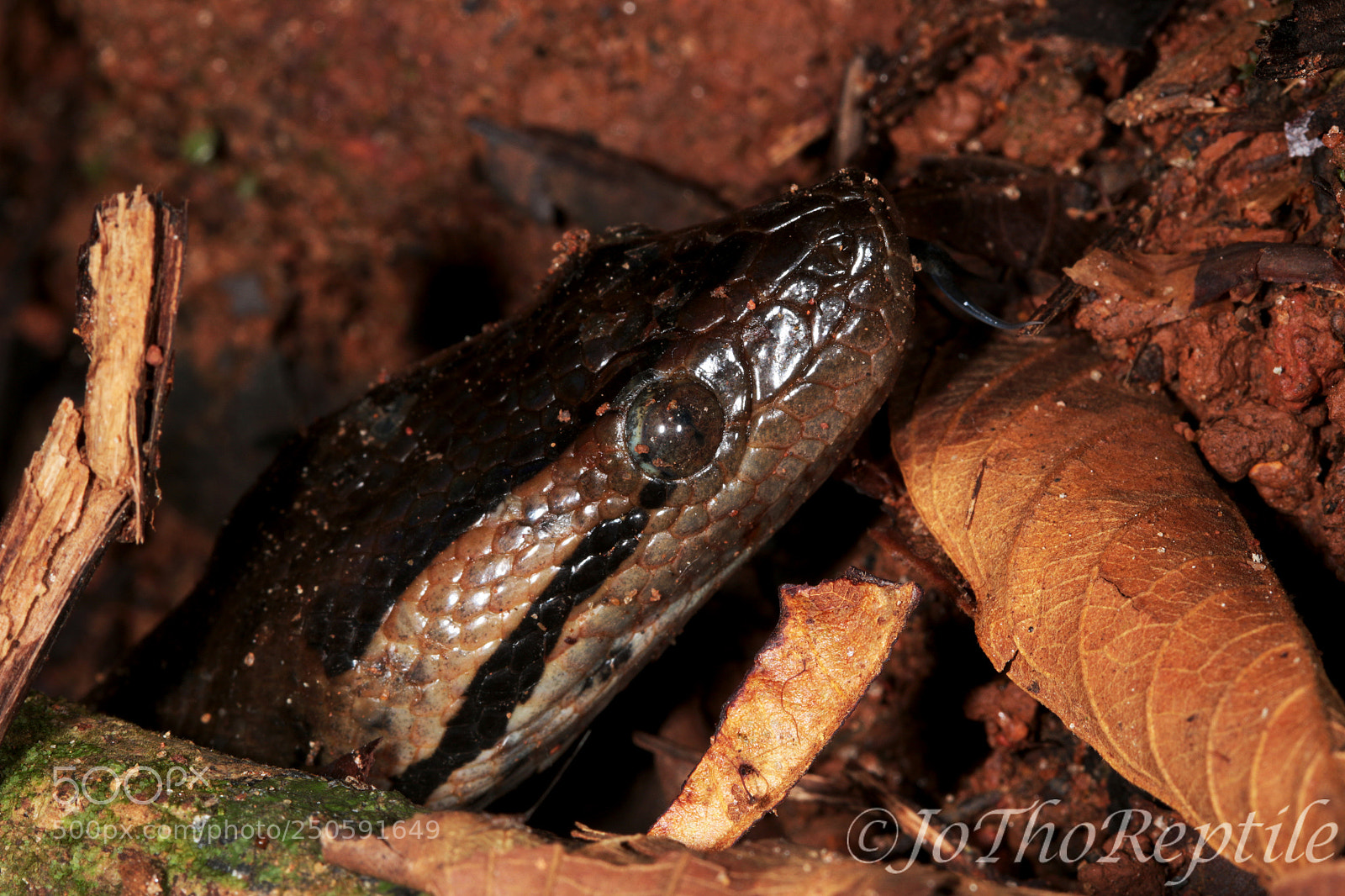 Canon EOS 70D sample photo. Young eunectes murinus photography