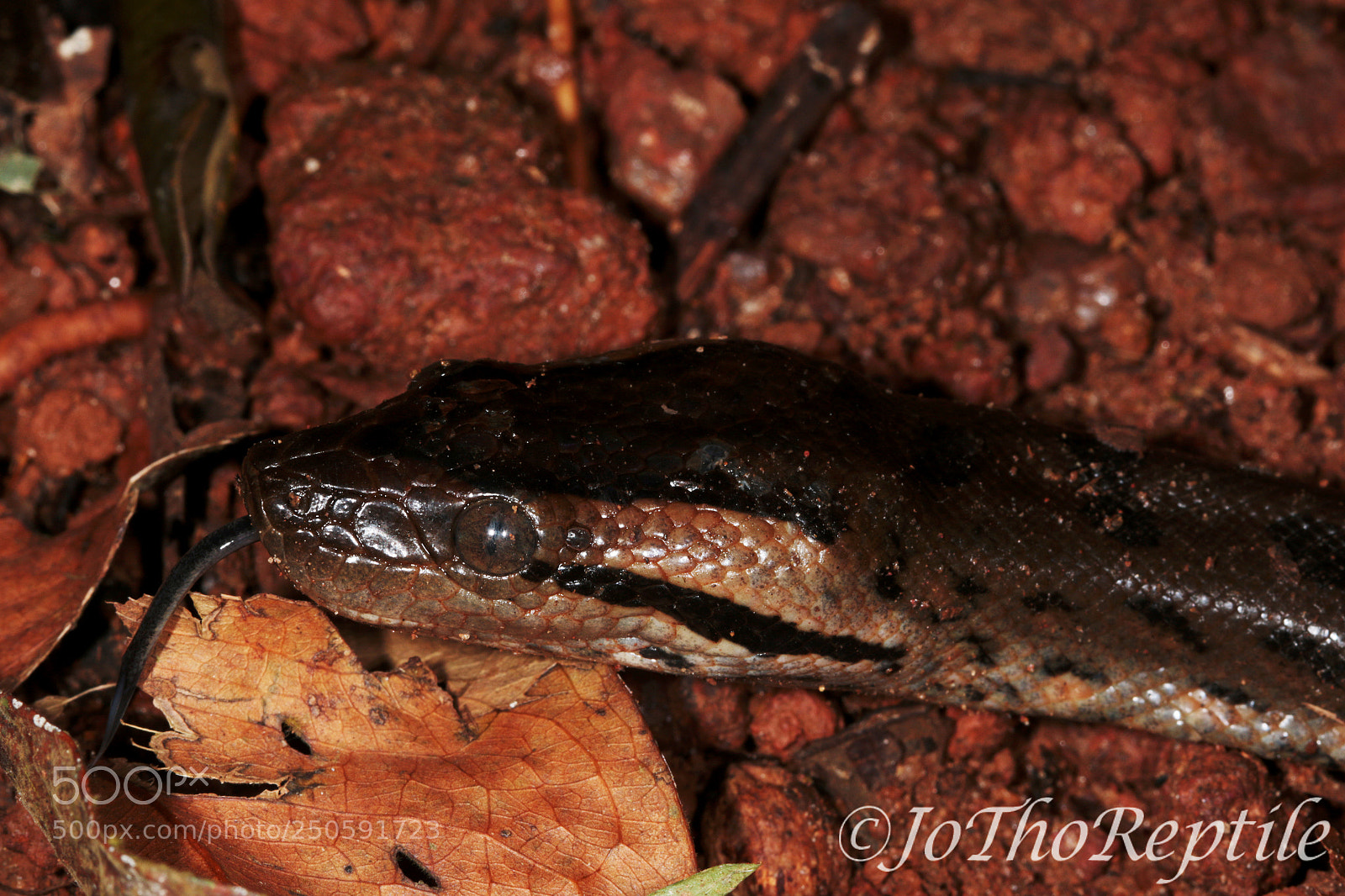 Canon EOS 70D sample photo. Young eunectes murinus photography