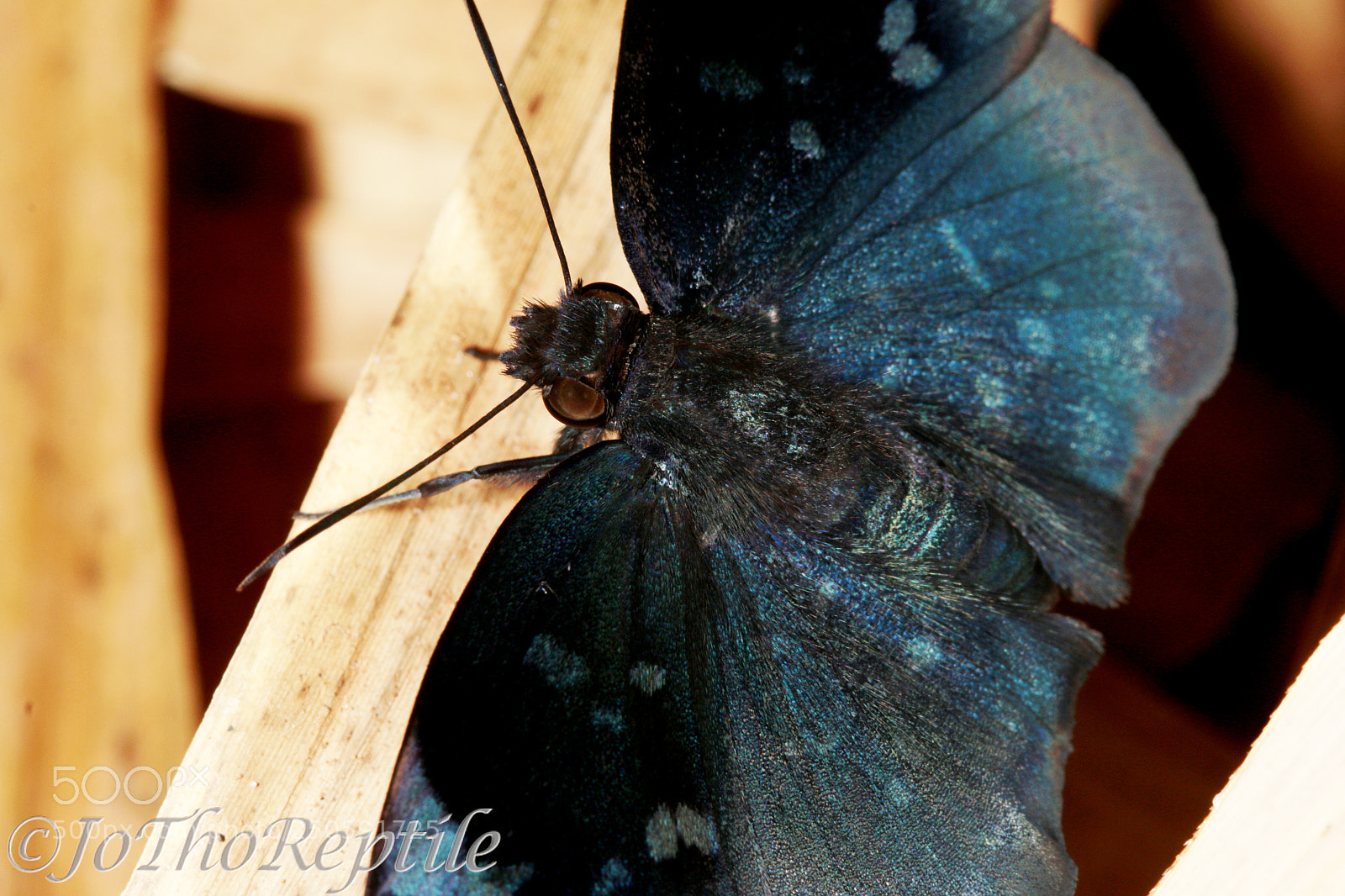 Canon EOS 70D sample photo. Papillon photography