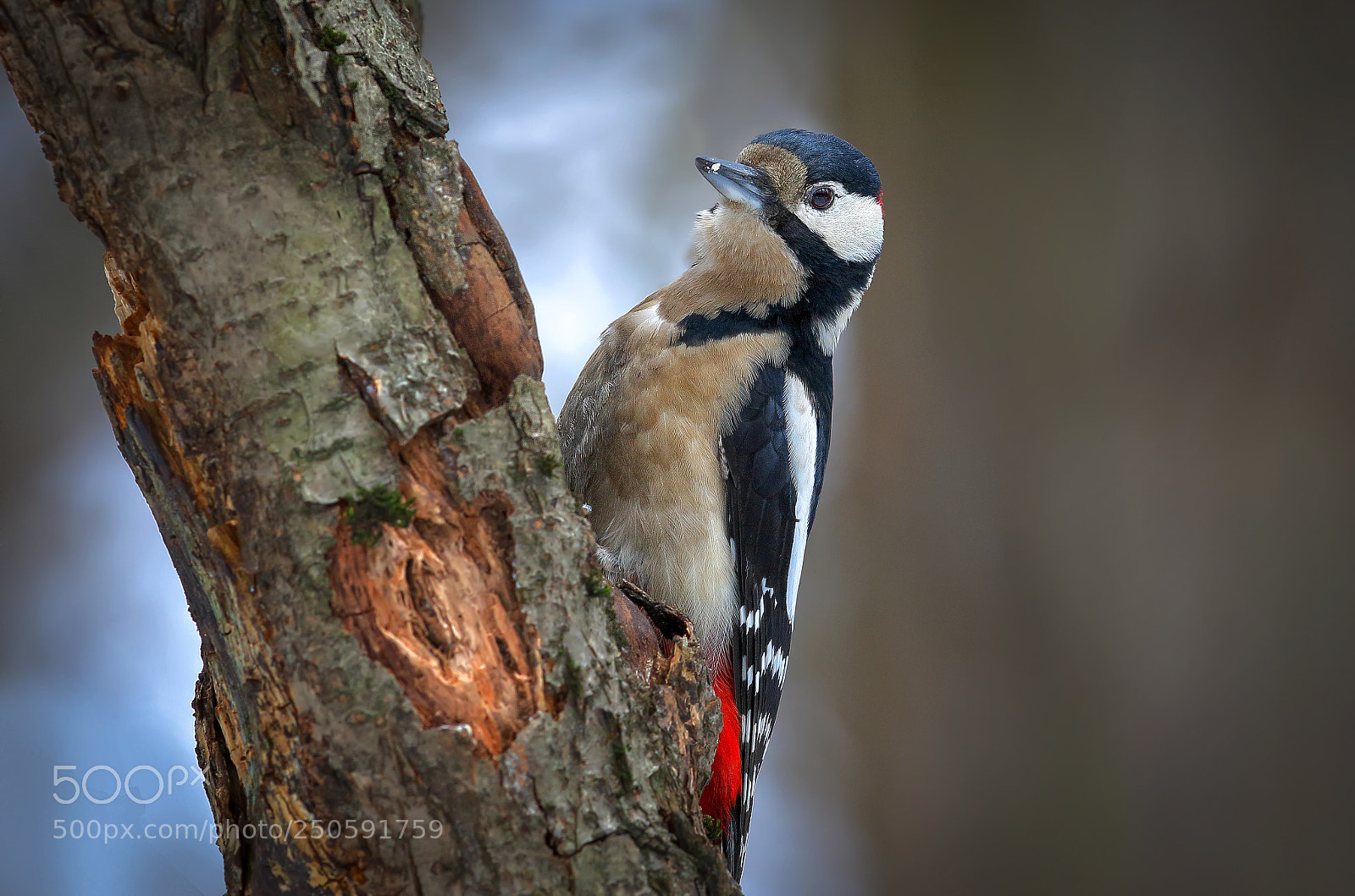 Canon EOS 7D Mark II sample photo. A grimy handsome photography