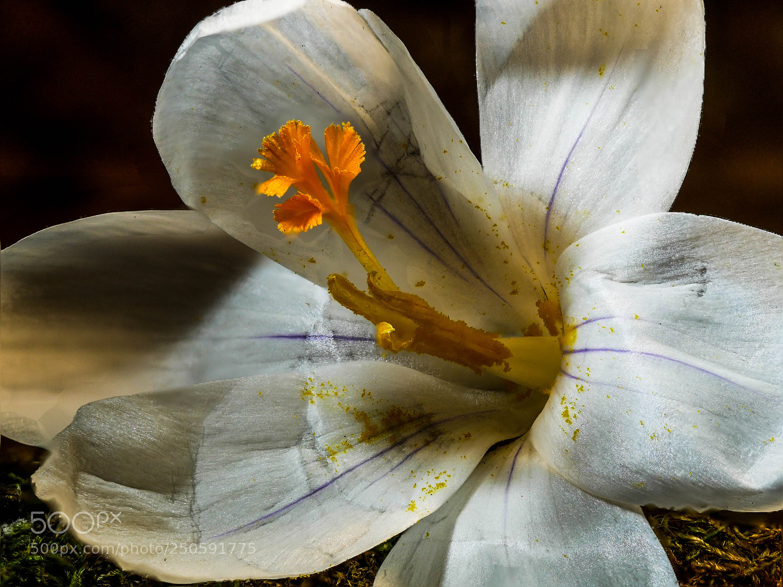 Panasonic DMC-G81 sample photo. Krokus photography