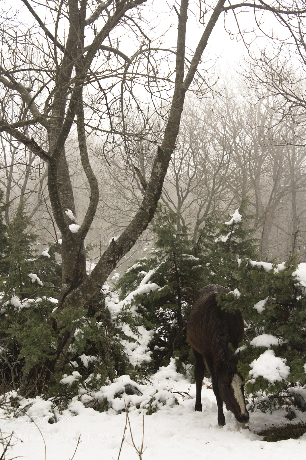Canon EOS 60D sample photo. Wild forest horse photography