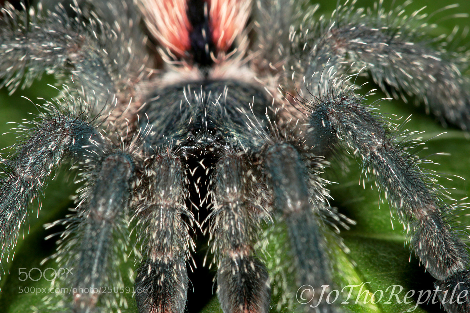 Canon EOS 70D sample photo. Mygale photography