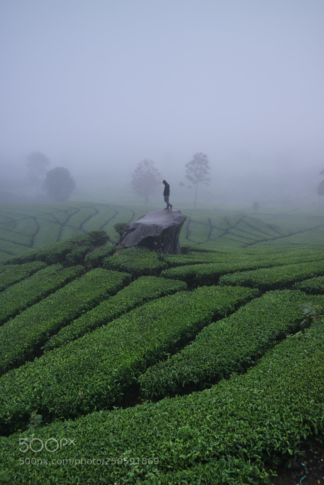 Canon EOS M3 sample photo. Tea garden photography