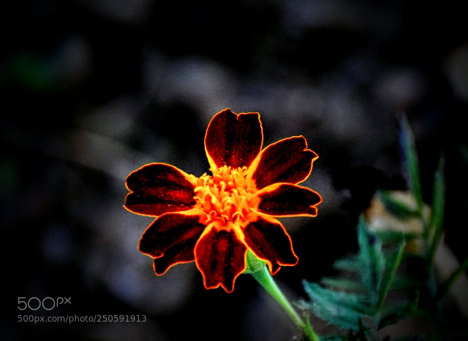 Nikon D5300 sample photo. ....flower.... photography