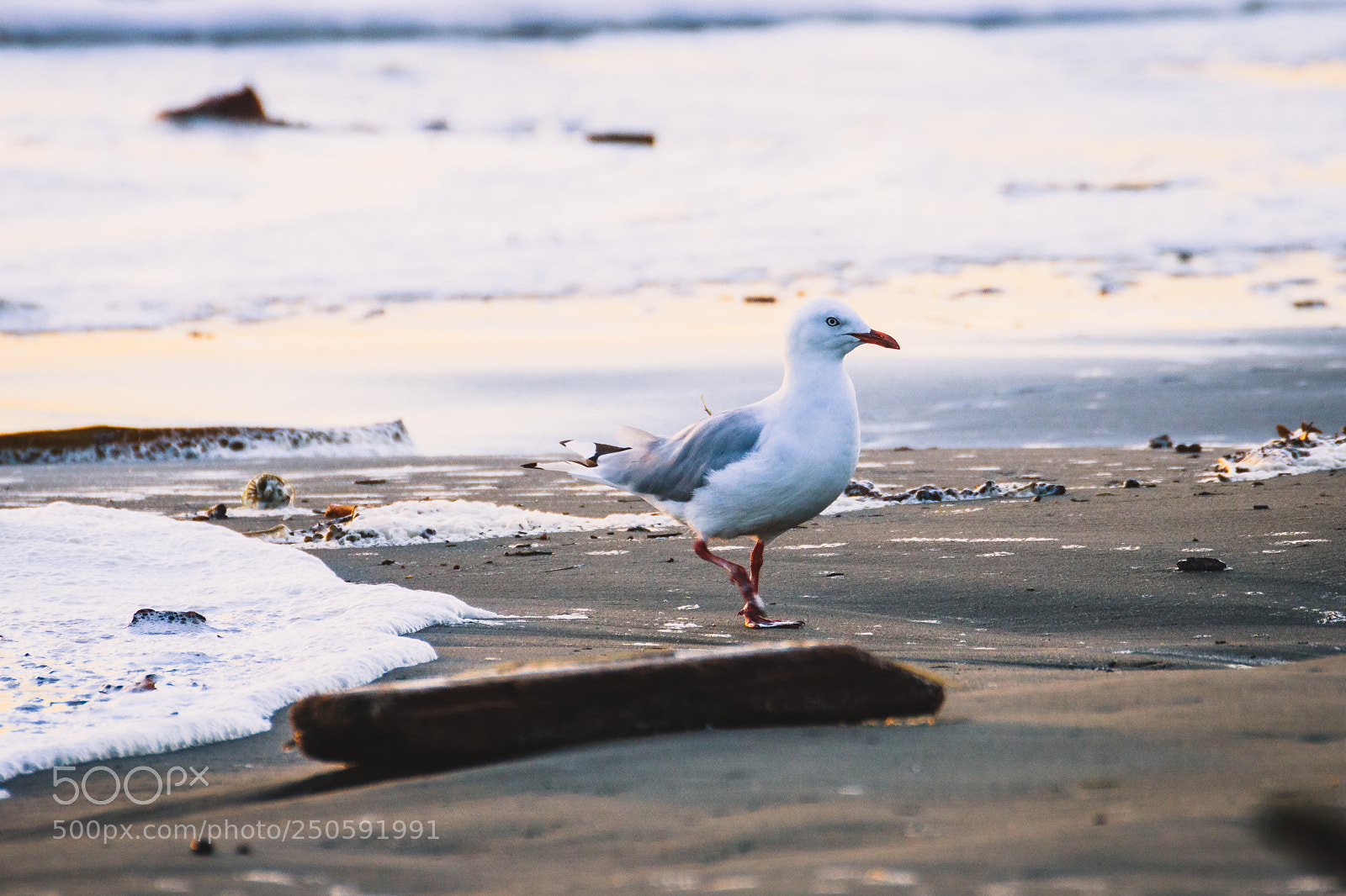 Canon EOS 760D (EOS Rebel T6s / EOS 8000D) sample photo. Seagull in the morning photography