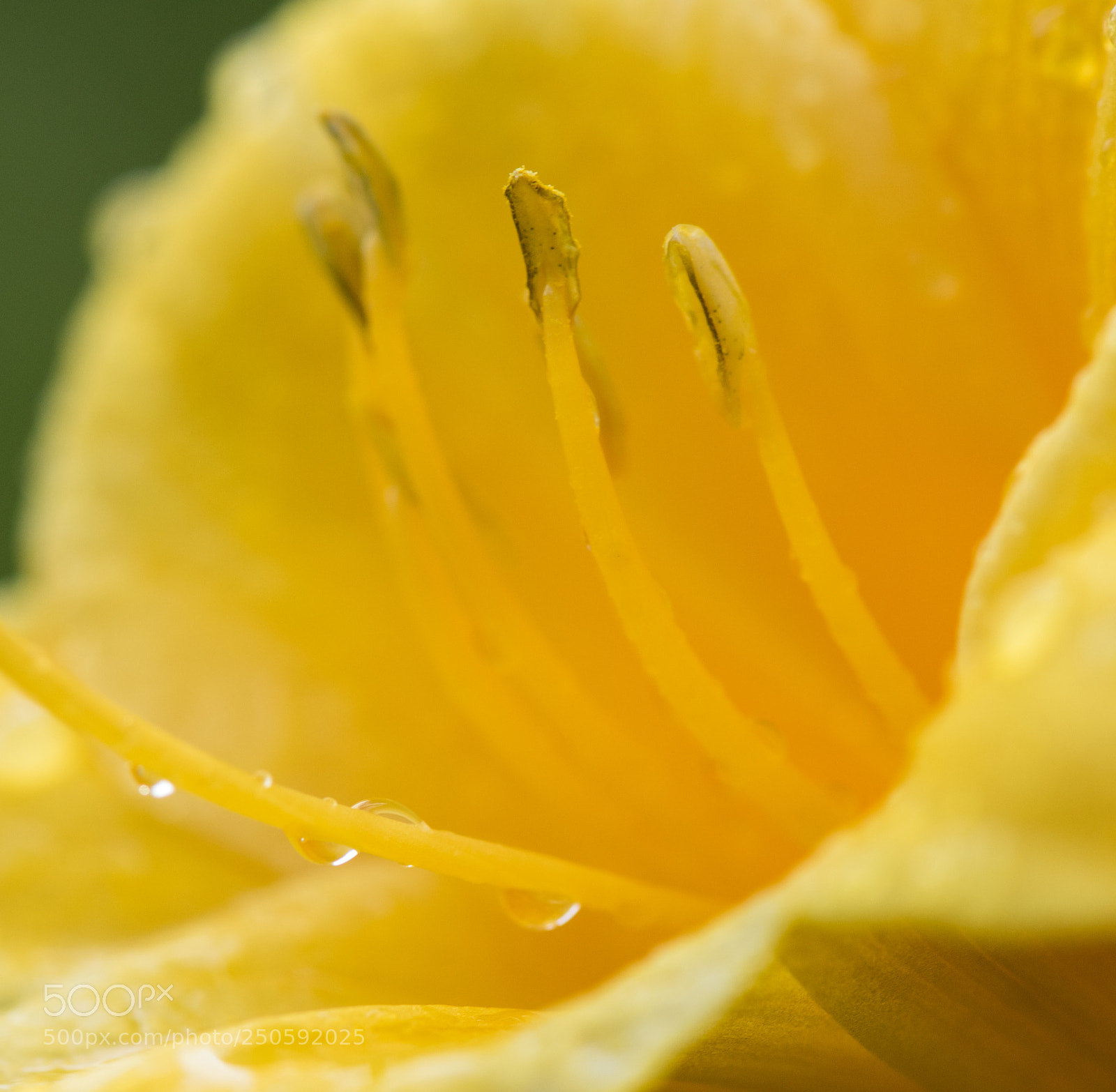Nikon D810 sample photo. Stella de oro in photography