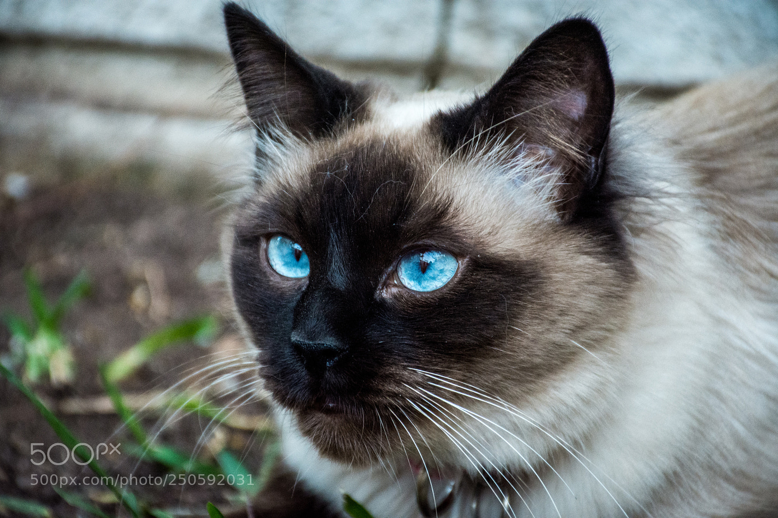 Nikon D7200 sample photo. A siamese named ¨pechochina¨ photography