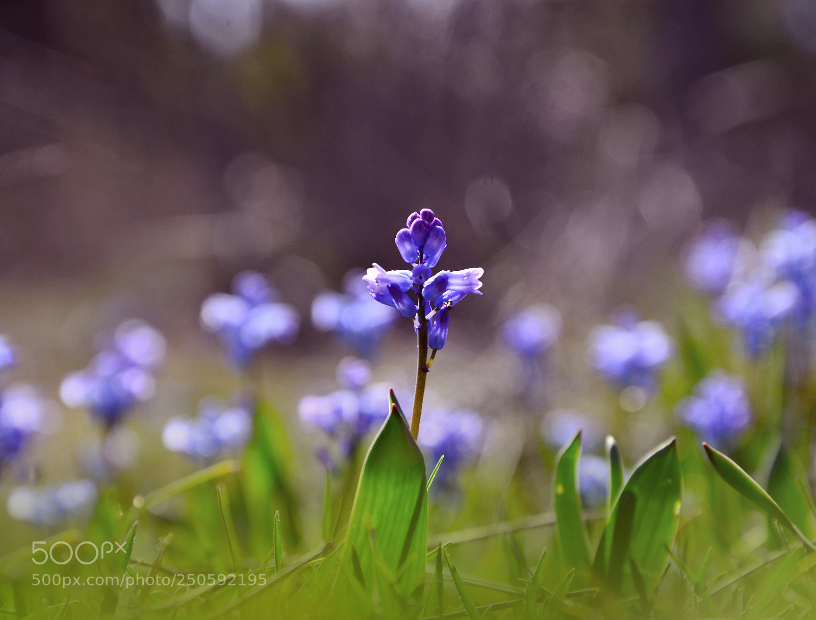 Nikon D7000 sample photo. Spring steps photography