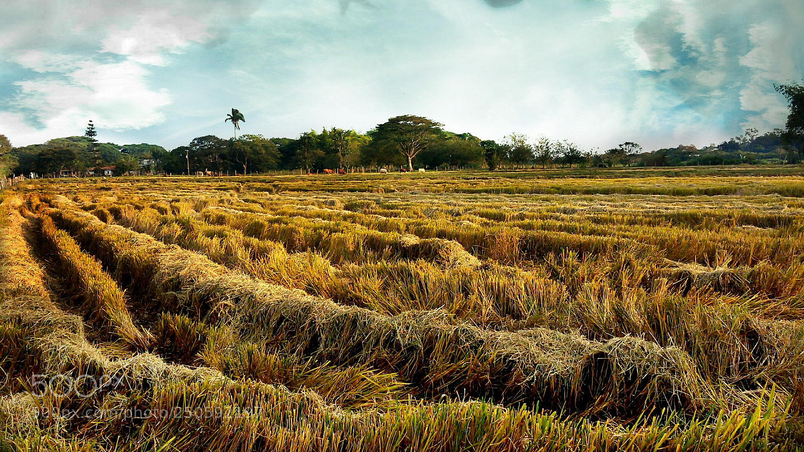 Samsung Galaxy S5 Mini sample photo. After the harvest photography
