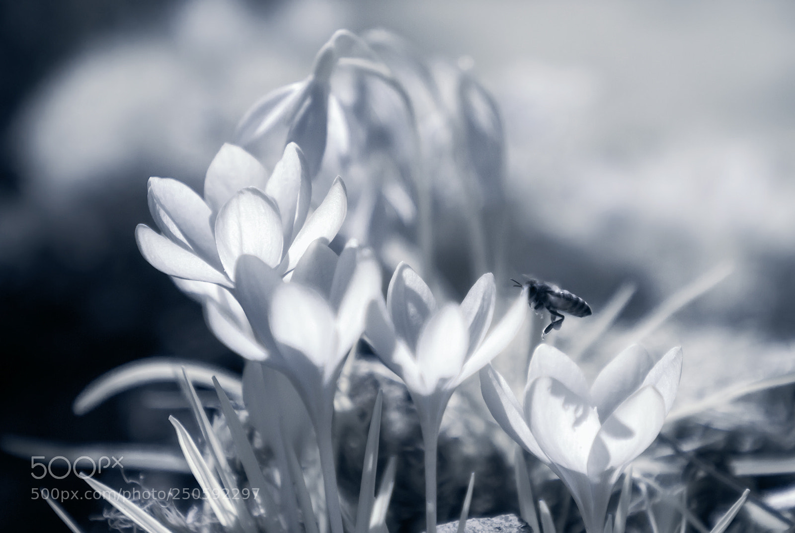 Nikon D80 sample photo. Crocus, snowdrop and a photography