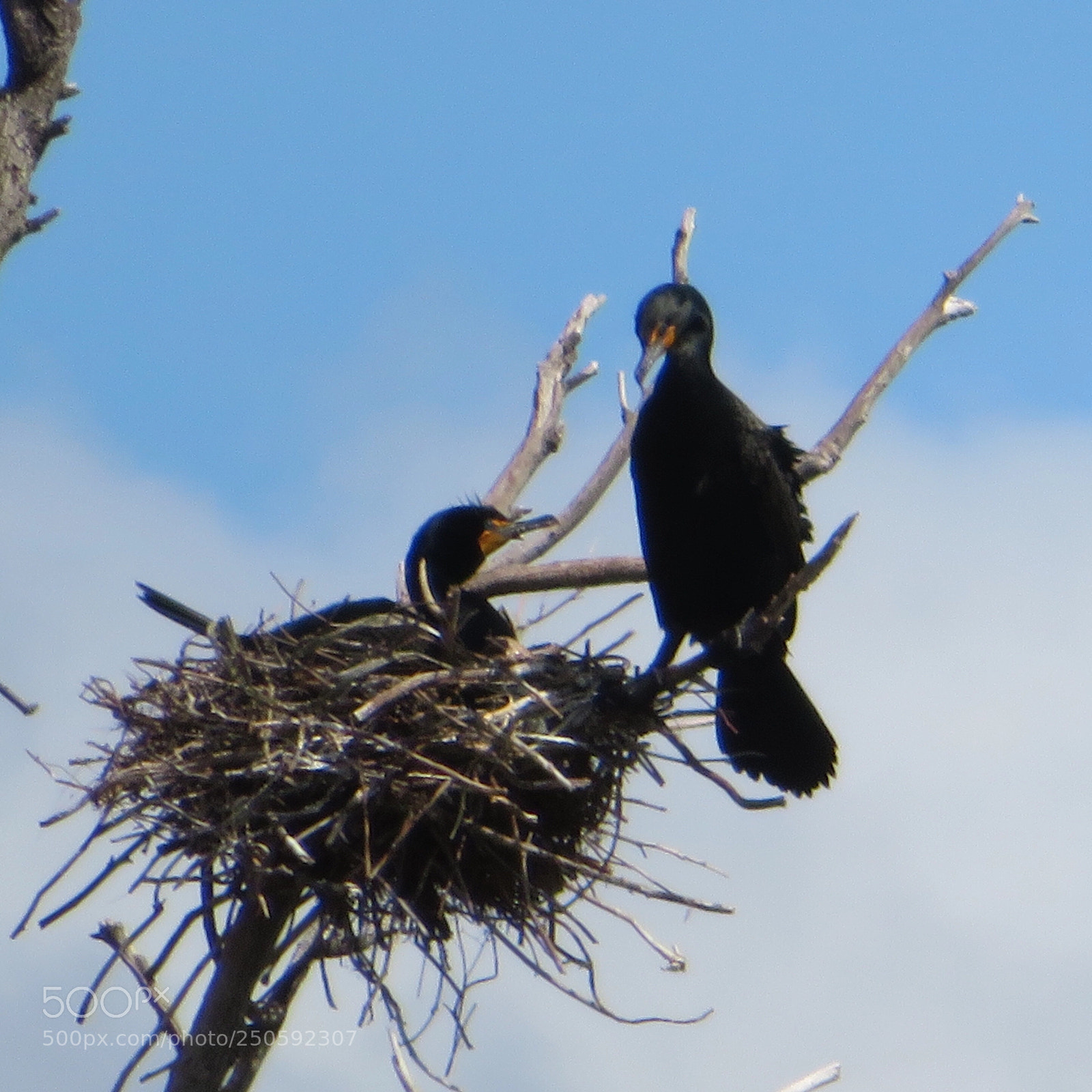 Canon PowerShot SX720 HS sample photo. Cormorants in nest photography