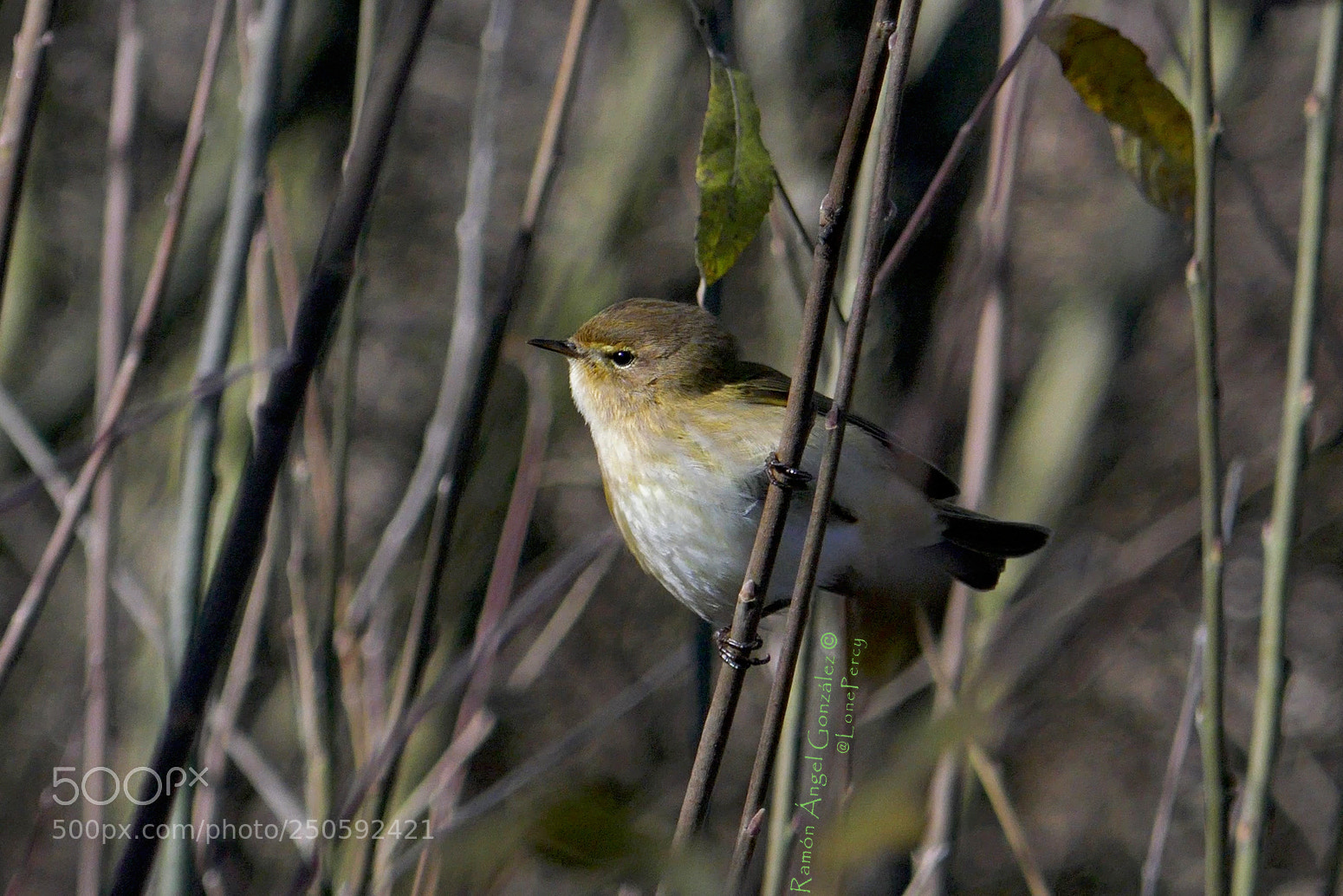 Panasonic Lumix DMC-ZS100 (Lumix DMC-TZ100) sample photo. Common chiffchaff swinging on photography