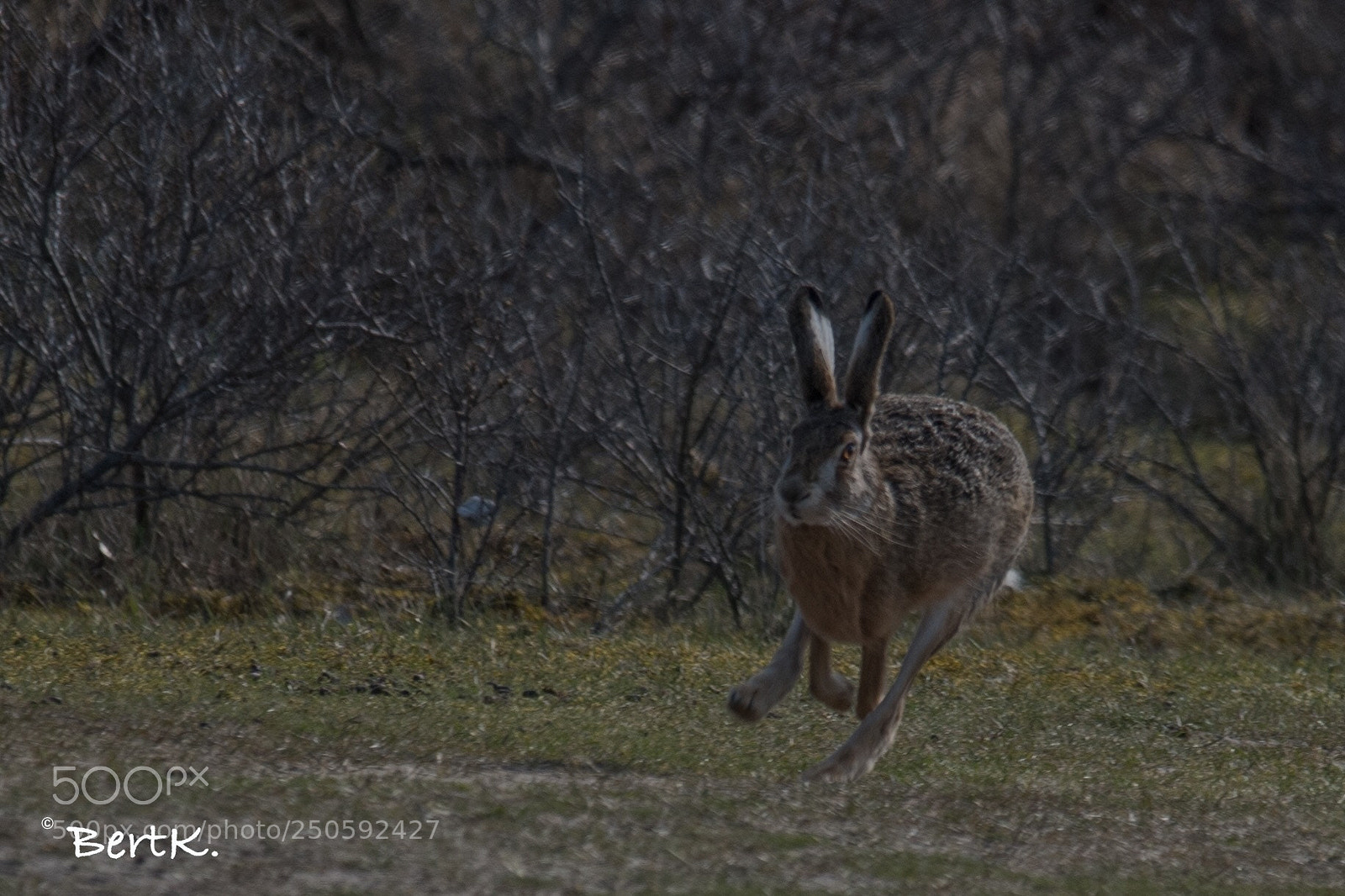 Nikon D500 sample photo. Run buddy run photography